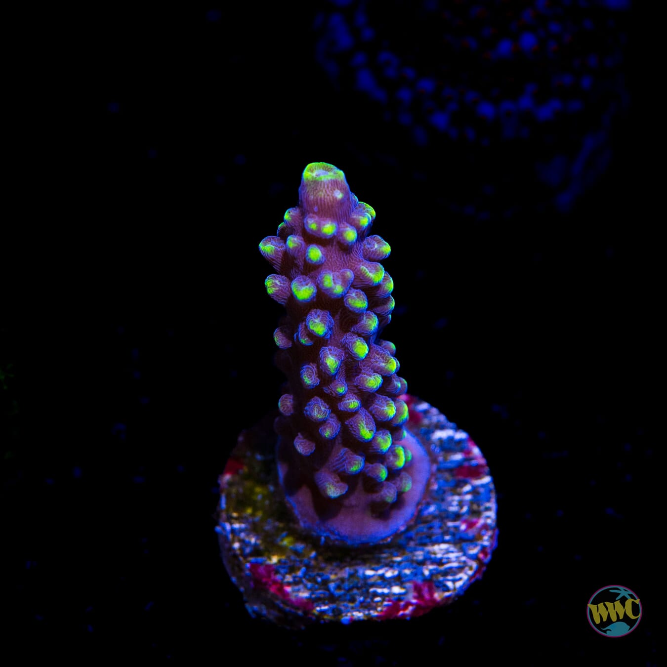 WWC Spectacular Stag Acropora - Daylight Photo