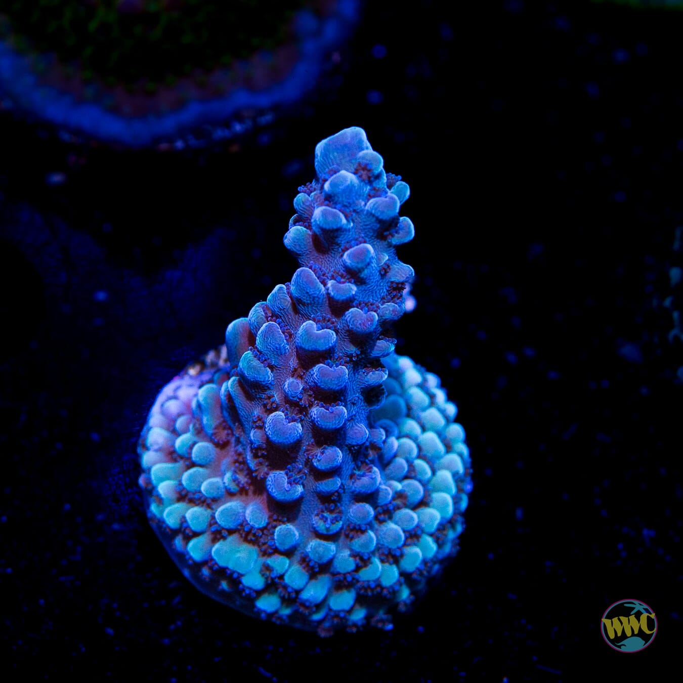 Blue Slimer Acropora - Daylight Photo