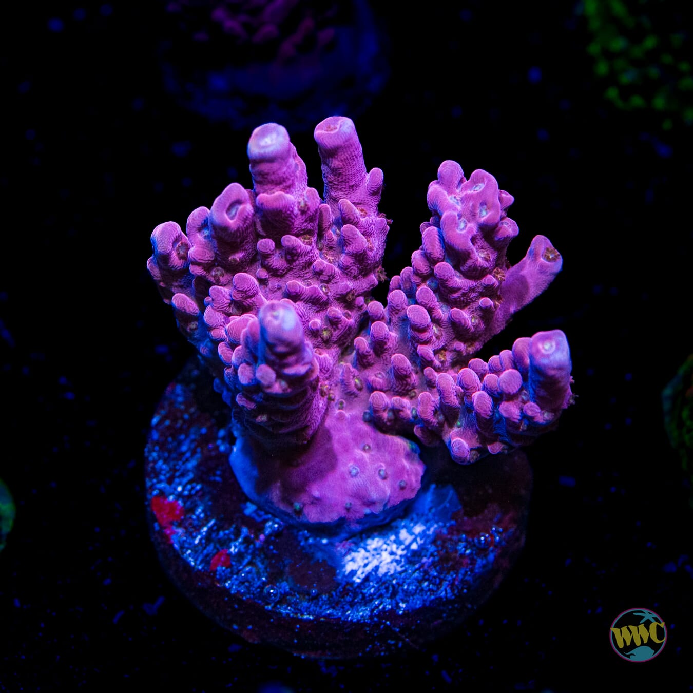 Pinkerton Acropora - Daylight Photo