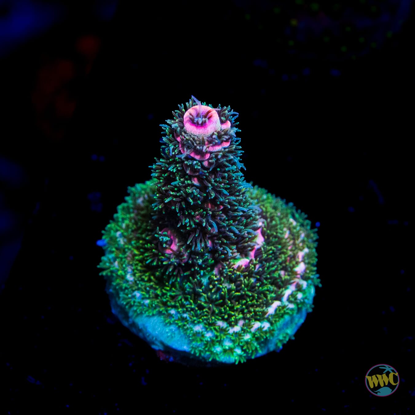 WWC King Dingaling Mille Acropora - Daylight Photo