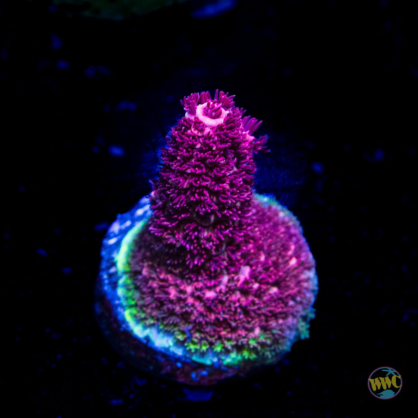 Red Rocket Mille Acropora - Daylight Photo