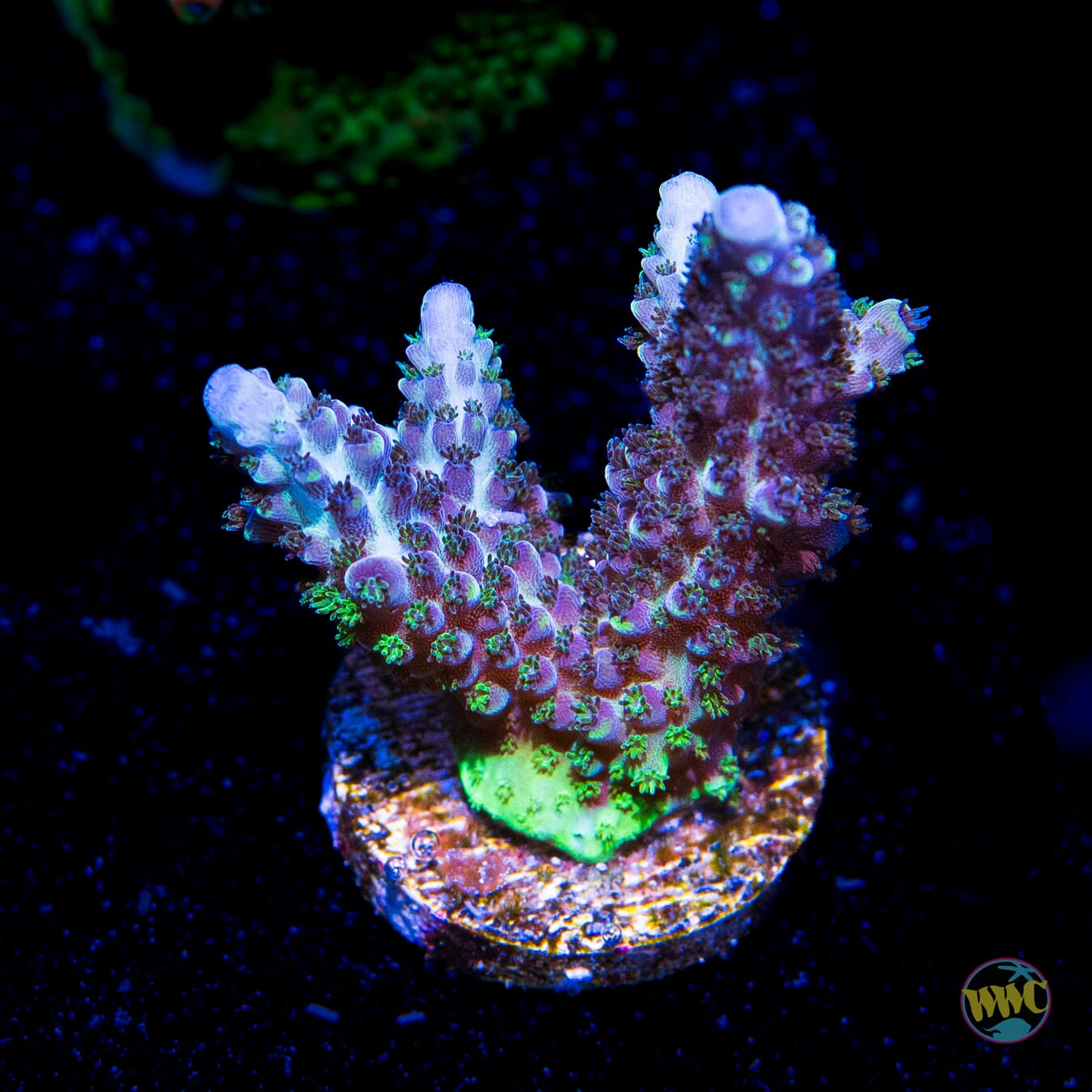 Dollar General Acropora - Daylight Photo