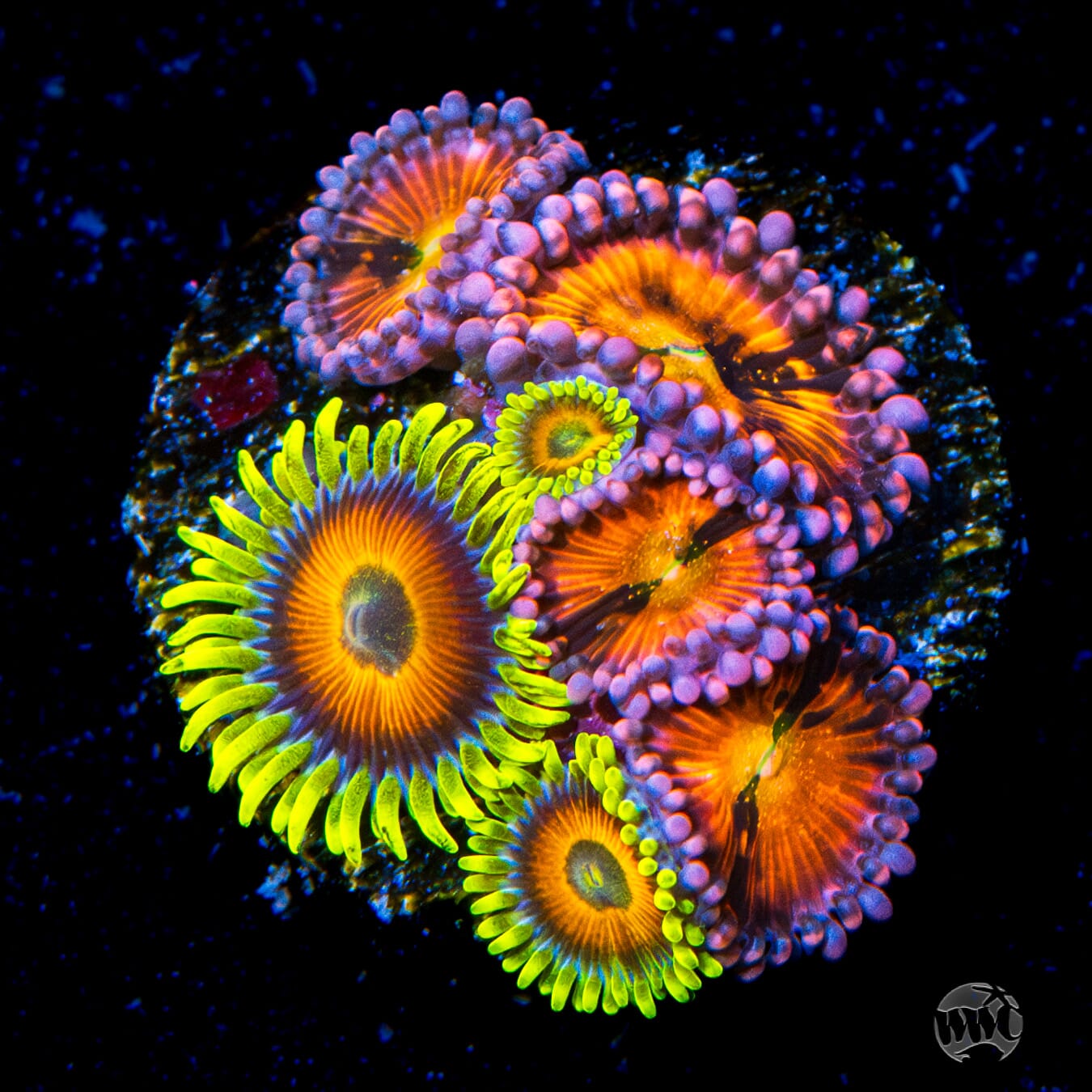 WWC Wildflower and Playboy Bunny Combo Zoanthids - Daylight Photo