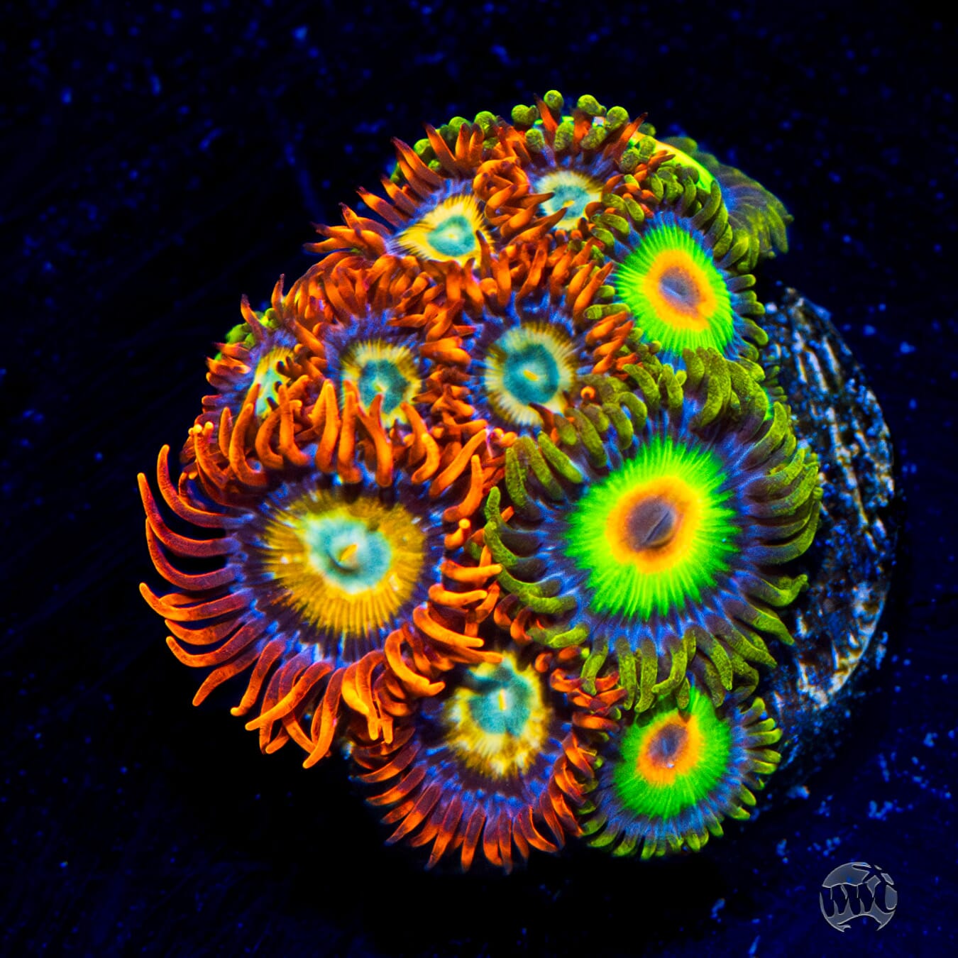 WWC Blondies and Rasta Combo Zoanthids - Daylight Photo