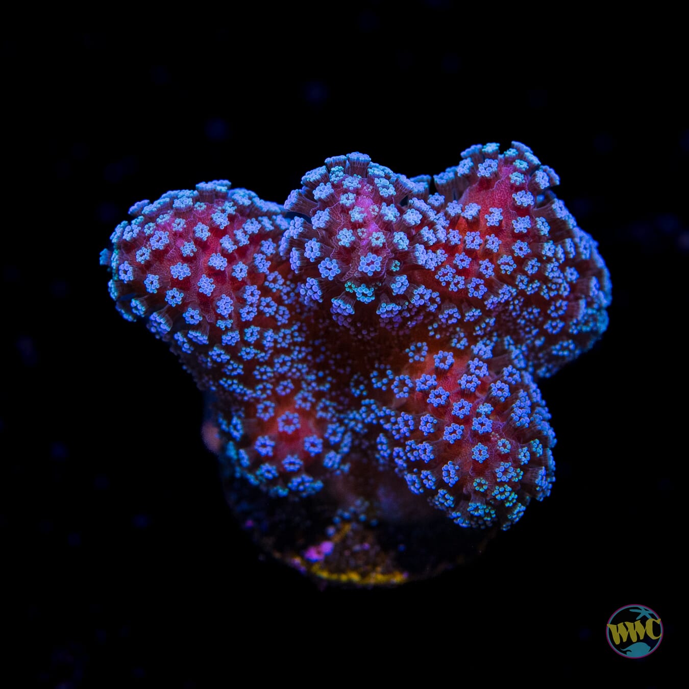 Tyree Rainbow Stylophora - Daylight Photo