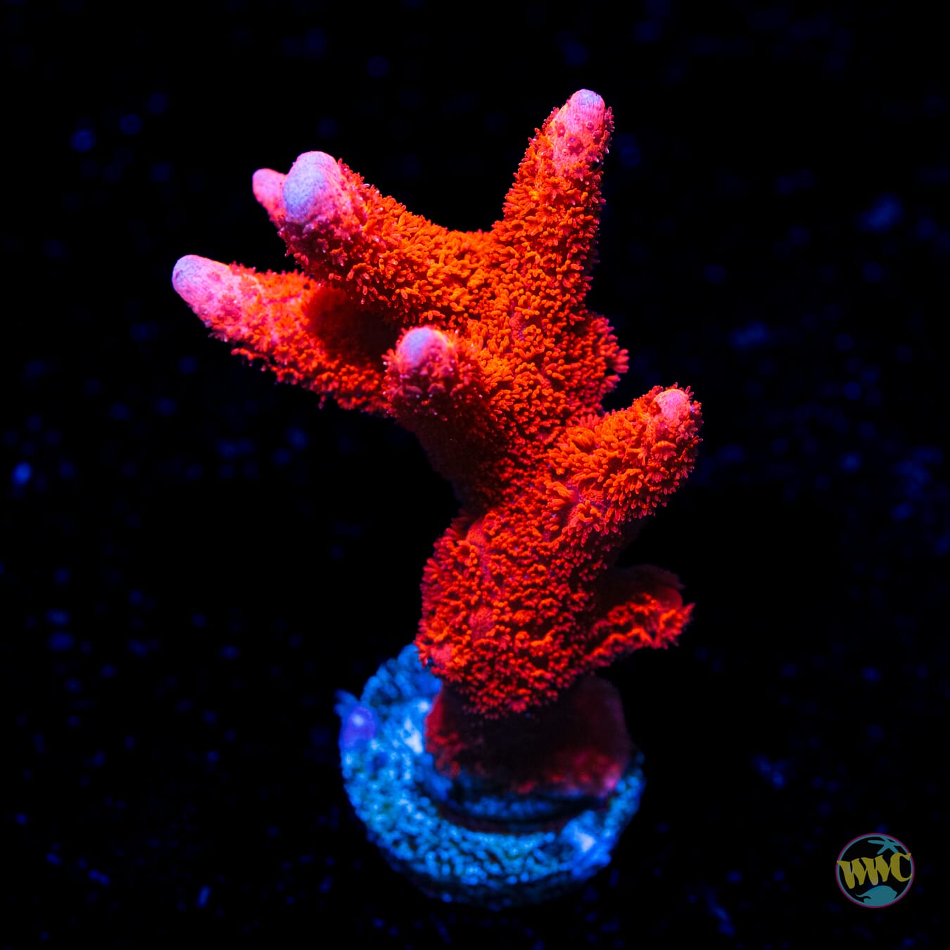 Red Digitata Montipora - Daylight Photo