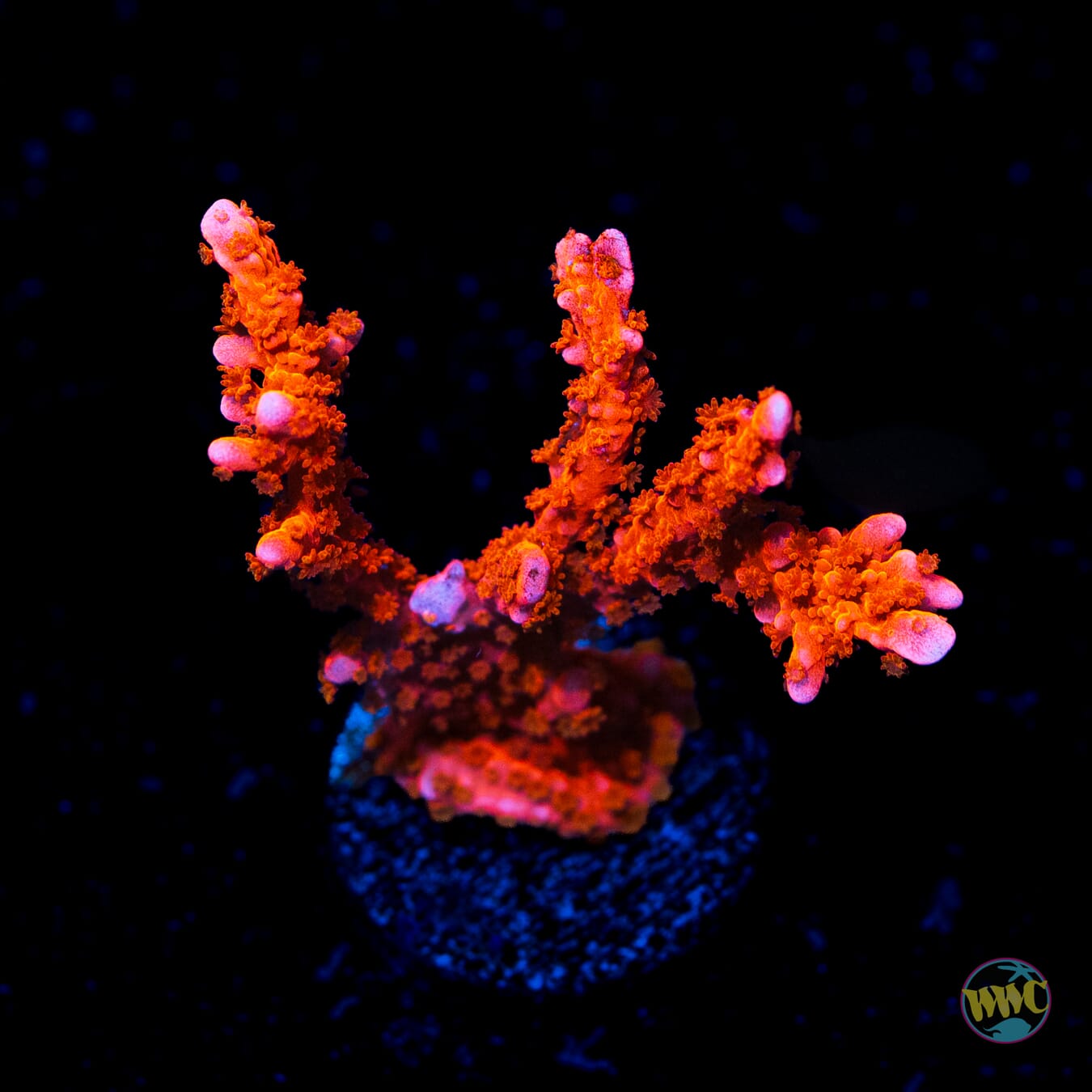 Jason Fox Firestarter Montipora - Daylight Photo