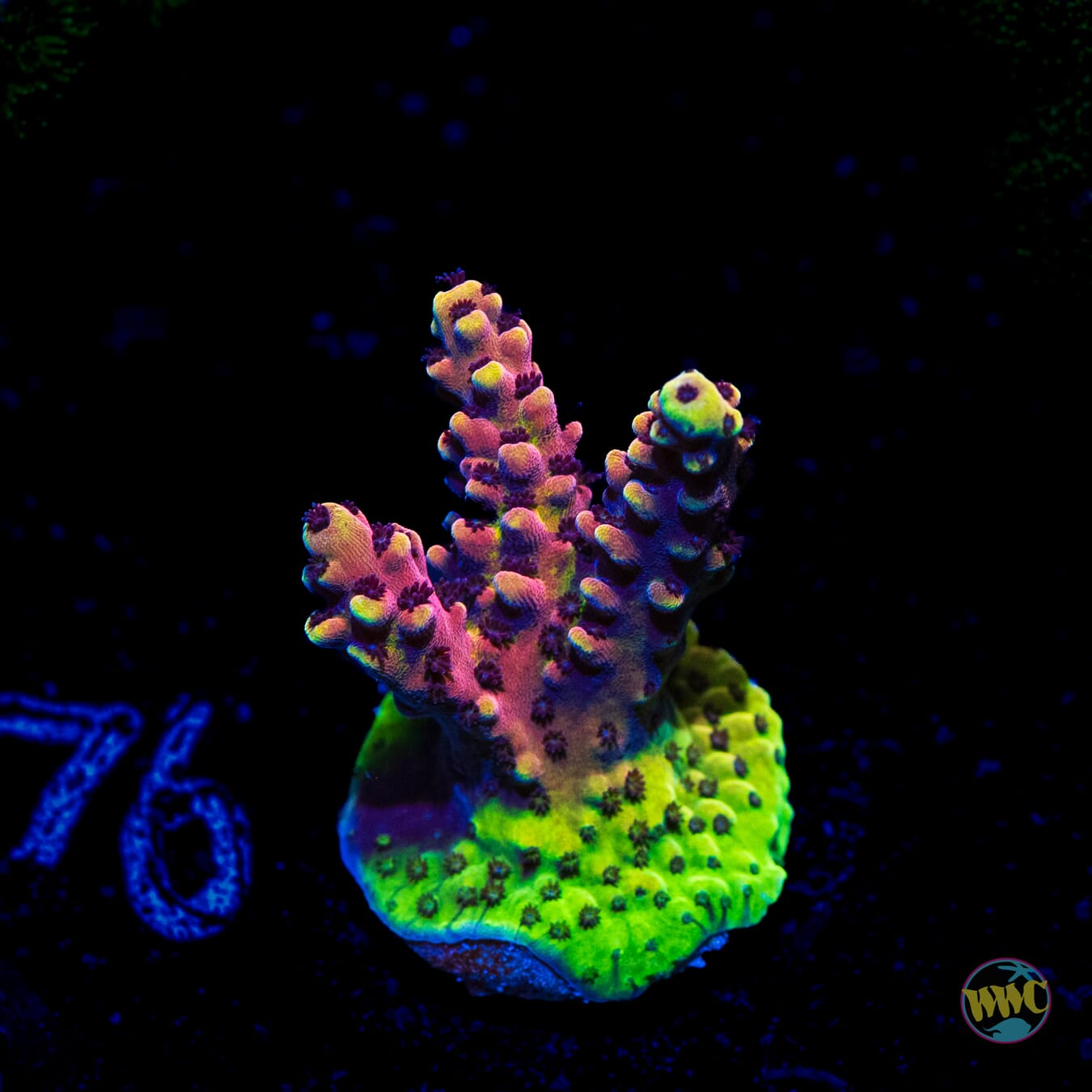 Pink Cadillac Acropora - Daylight Photo