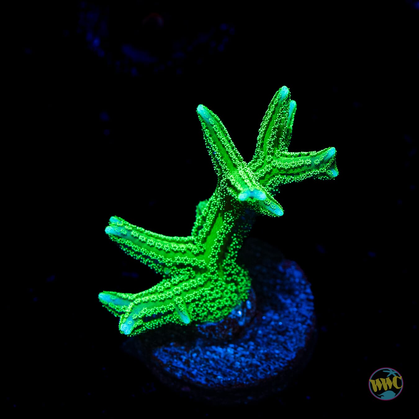 RW Jade Dragon Birdsnest - Daylight Photo