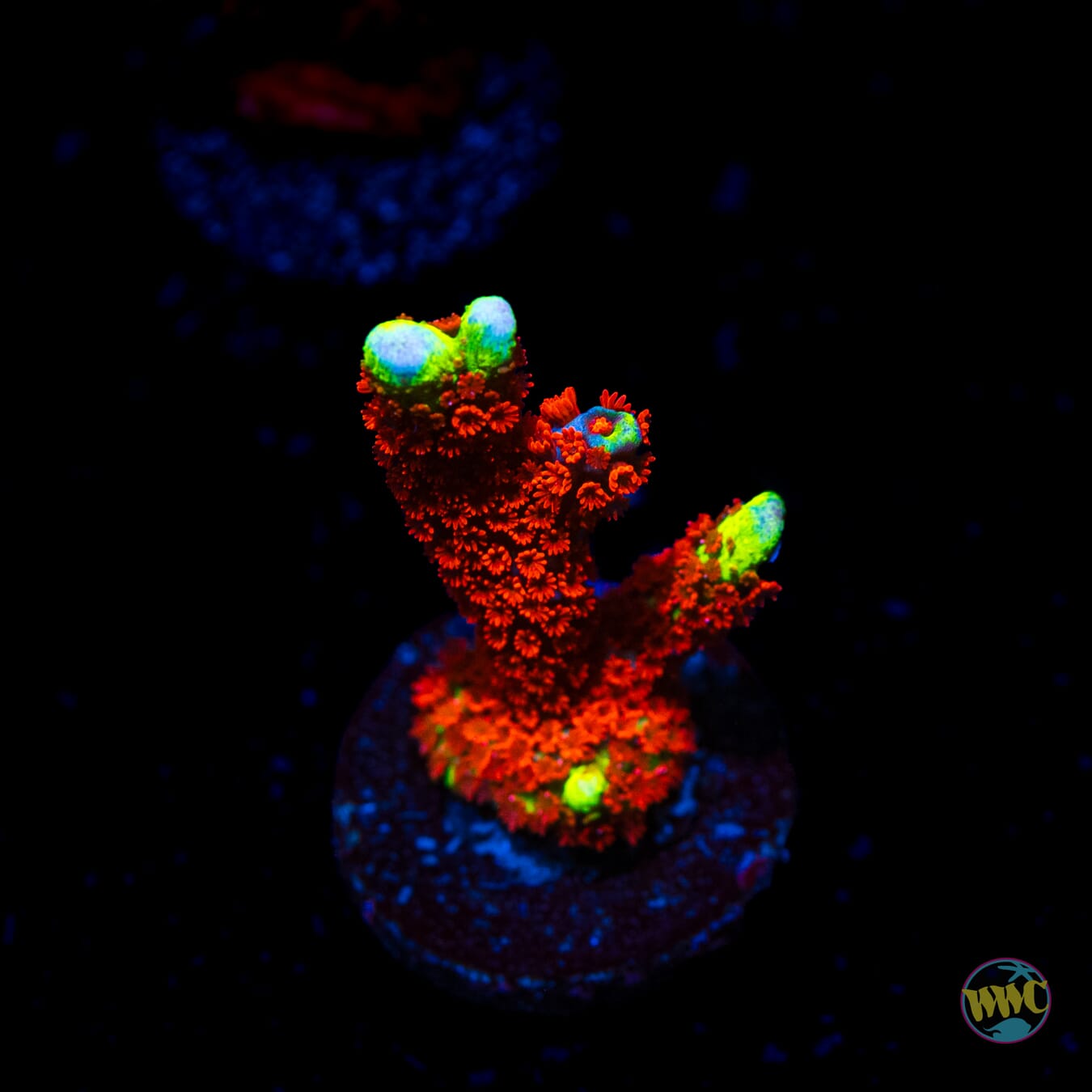 Forest Fire Digitata Montipora - Daylight Photo