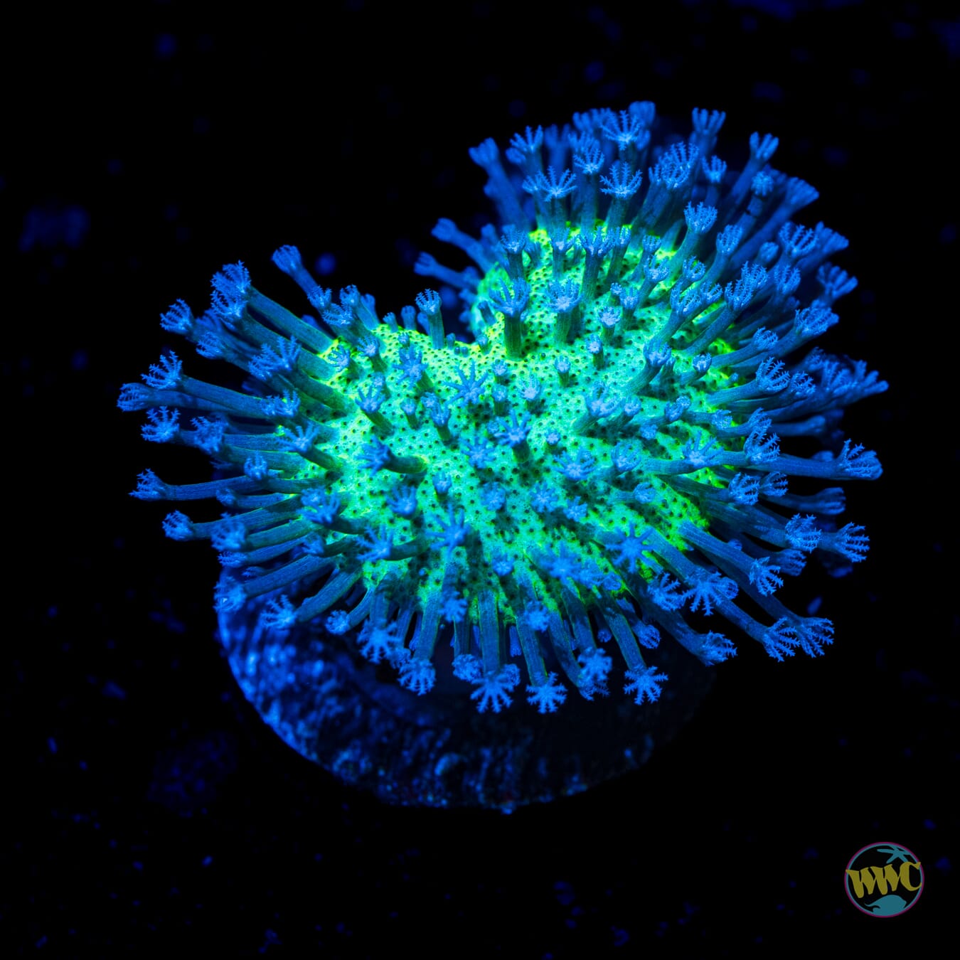 WWC Silver Polyp Toadstool Leather - Daylight Photo
