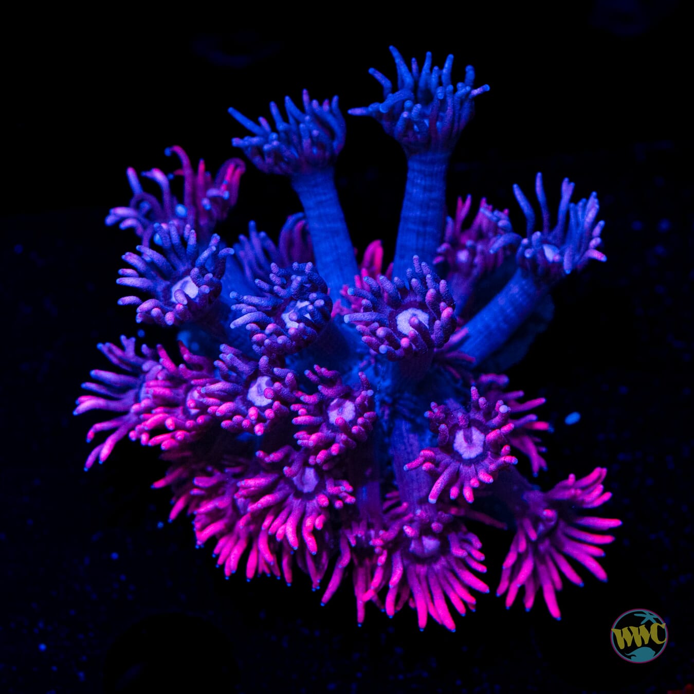 WWC Pink Lady Goniopora - Daylight Photo