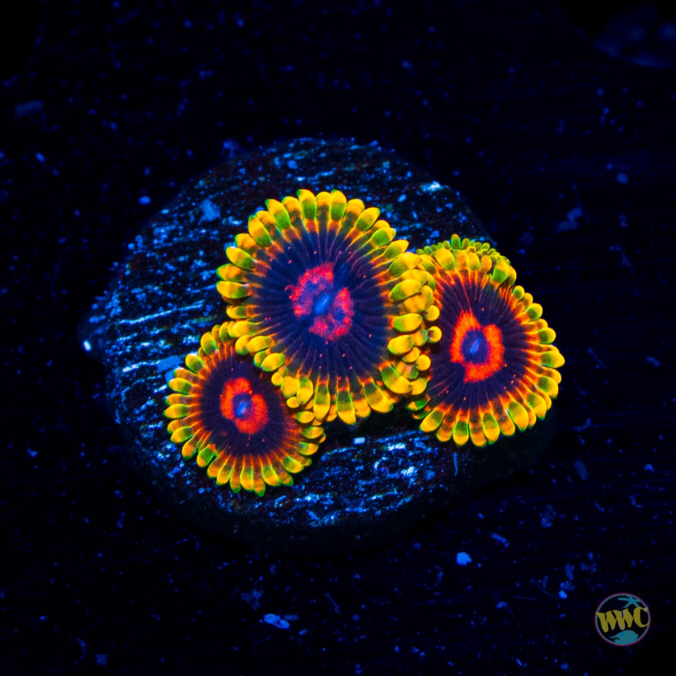 Mind Trick Zoanthids - Daylight Photo