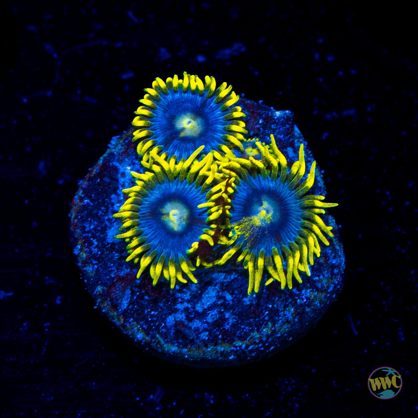 WWC Sunbeam Shuriken Zoanthids - Daylight Photo