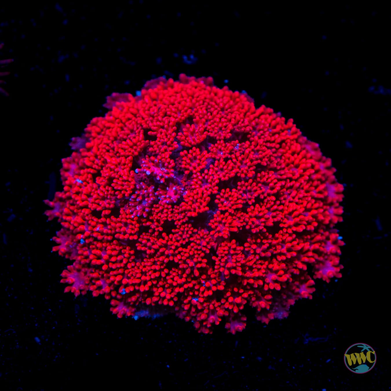 WWC Fire Blast Micro Goniopora - Daylight Photo