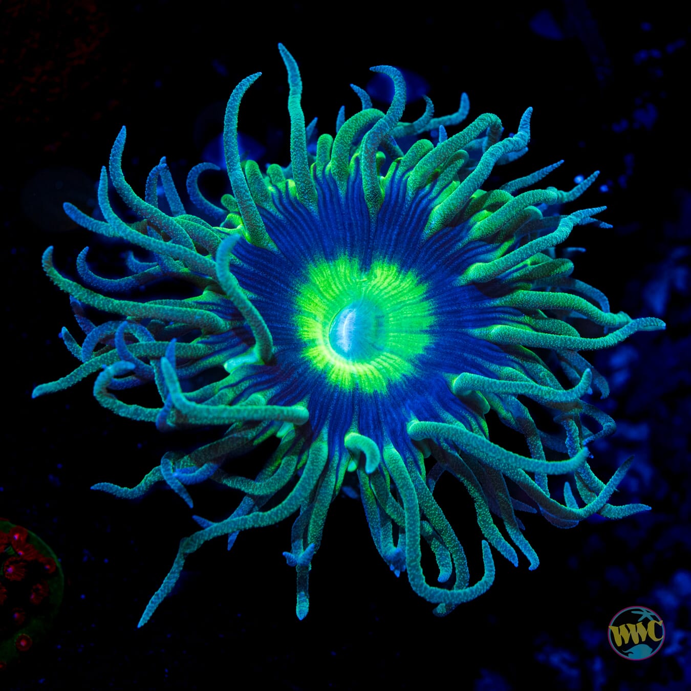 WWC Dream Catcher Duncan - Daylight Photo