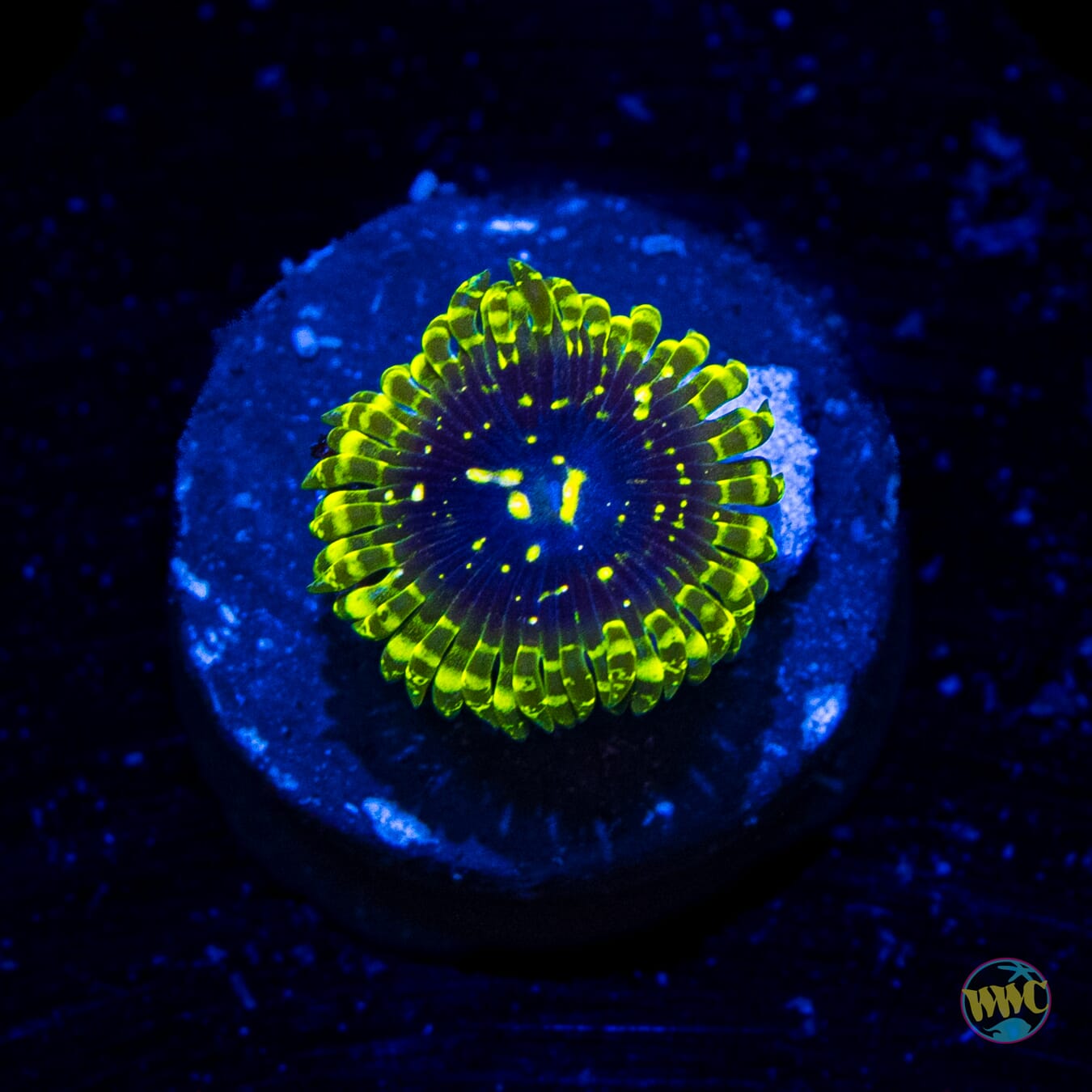 Exosphere Zoanthid - Daylight Photo