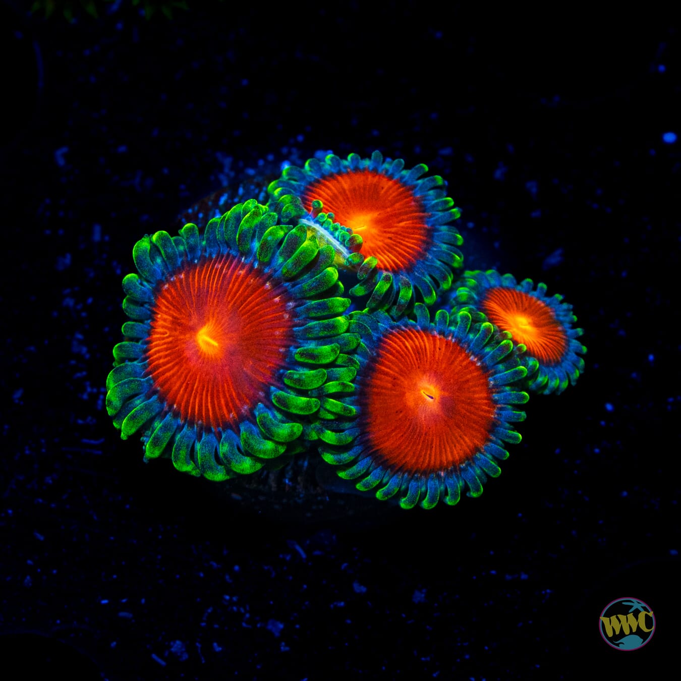 WWC Elemental Fury Zoanthids - Daylight Photo