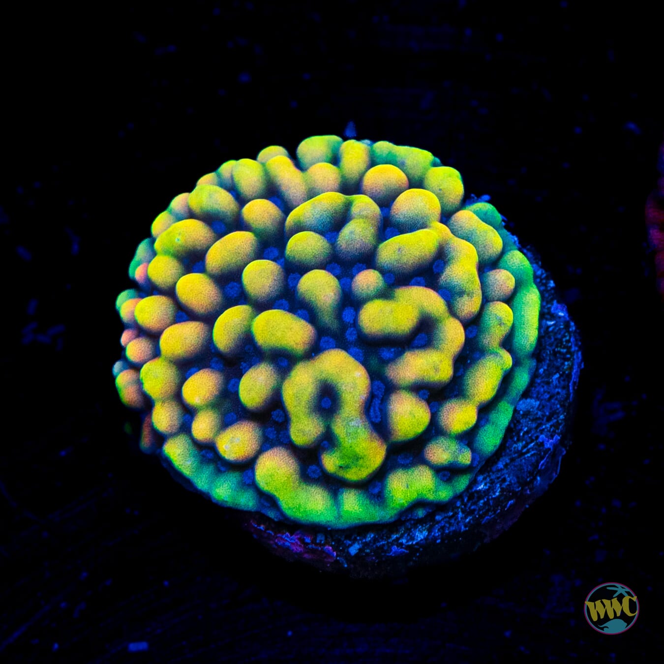 WWC Dark Portal Montipora - Daylight Photo