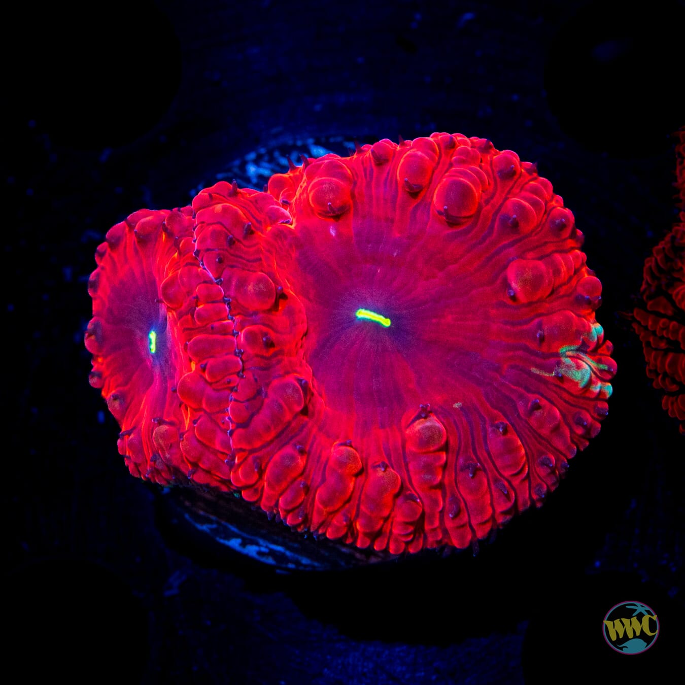 Grafted Bloodbath Blastomussa - Daylight Photo