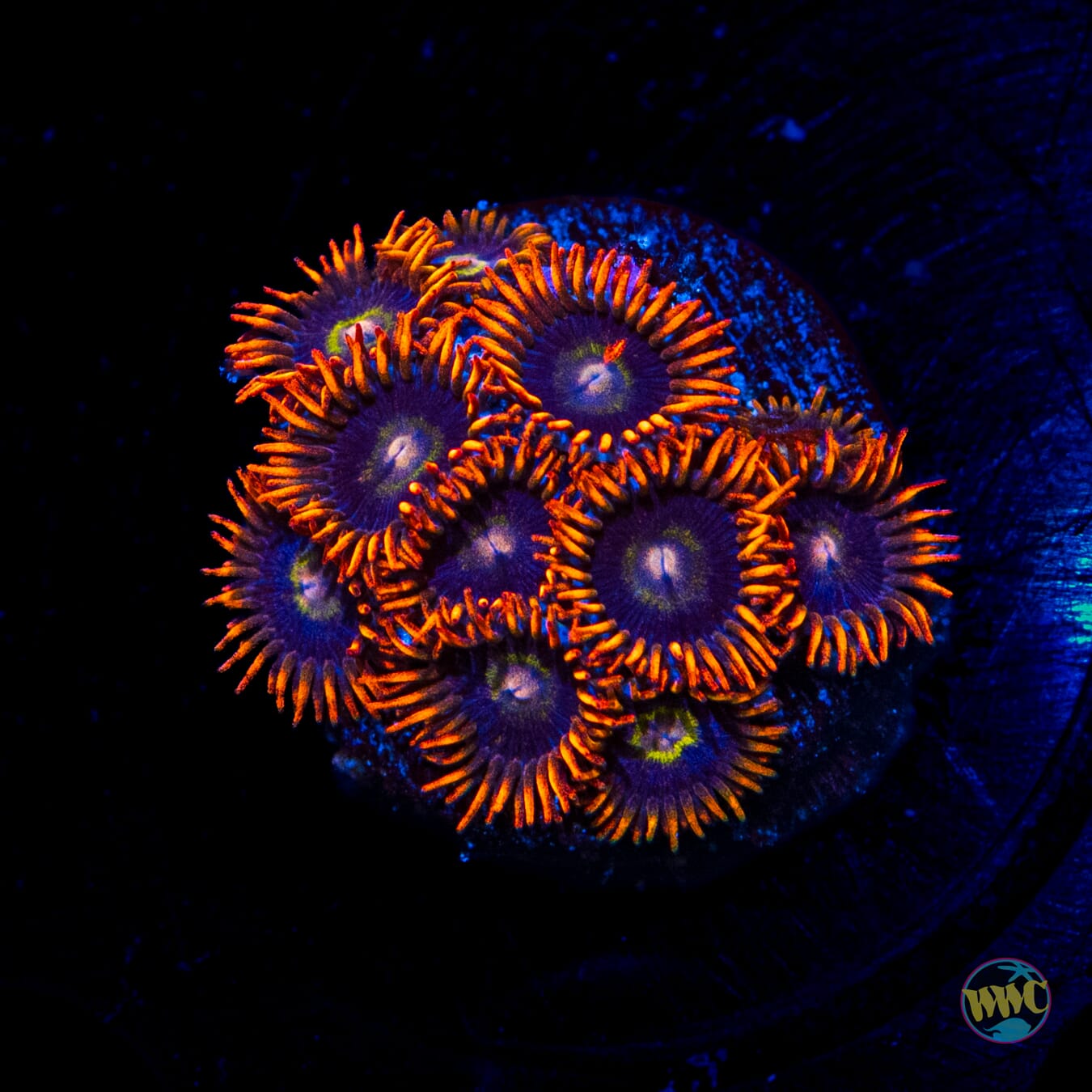 Rainbow Hornet Zoanthids - Daylight Photo