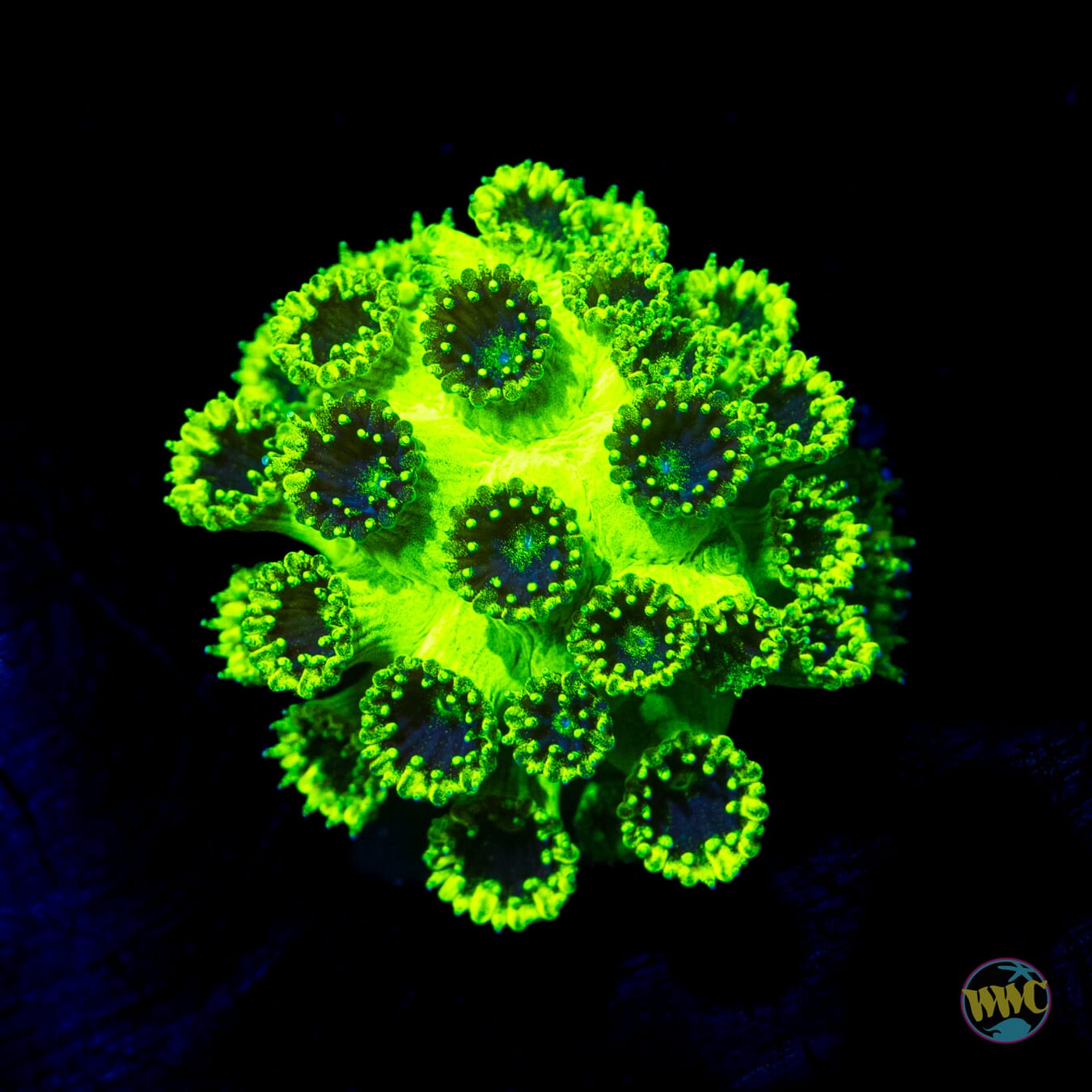 WWC Neon Plesiastrea - Daylight Photo