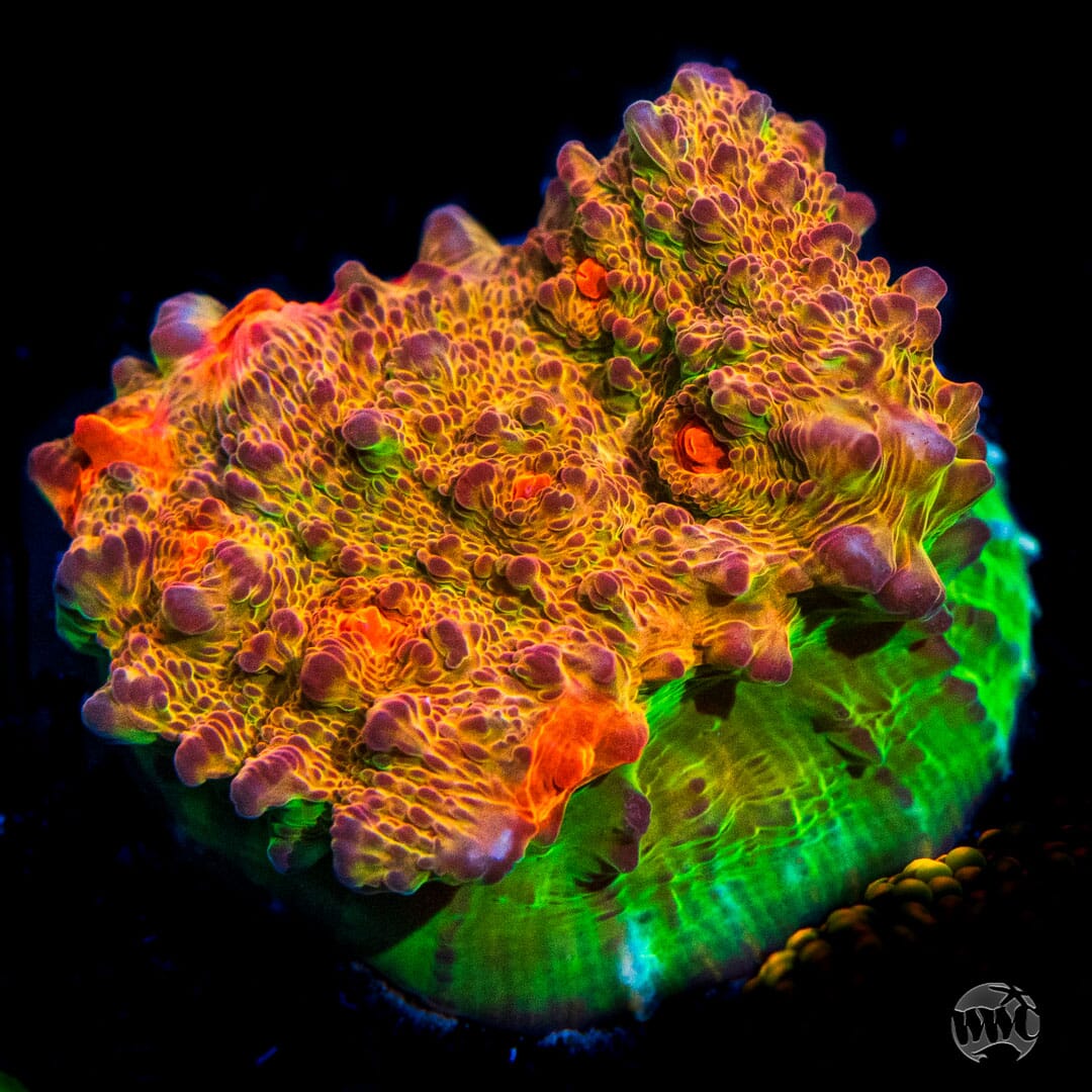 WWC Royal Flush Chalice - Daylight Photo