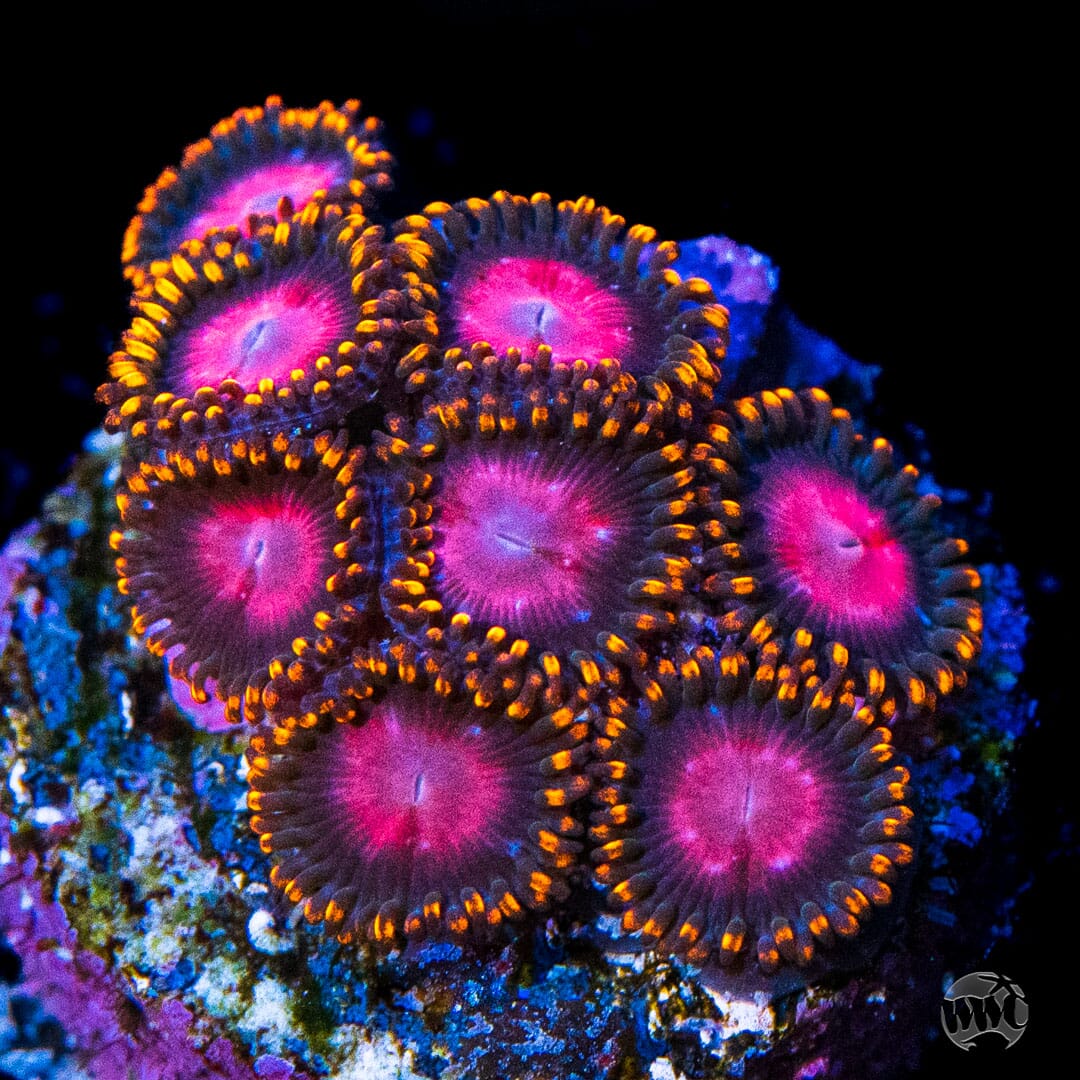 KH Sunburst Zoanthids