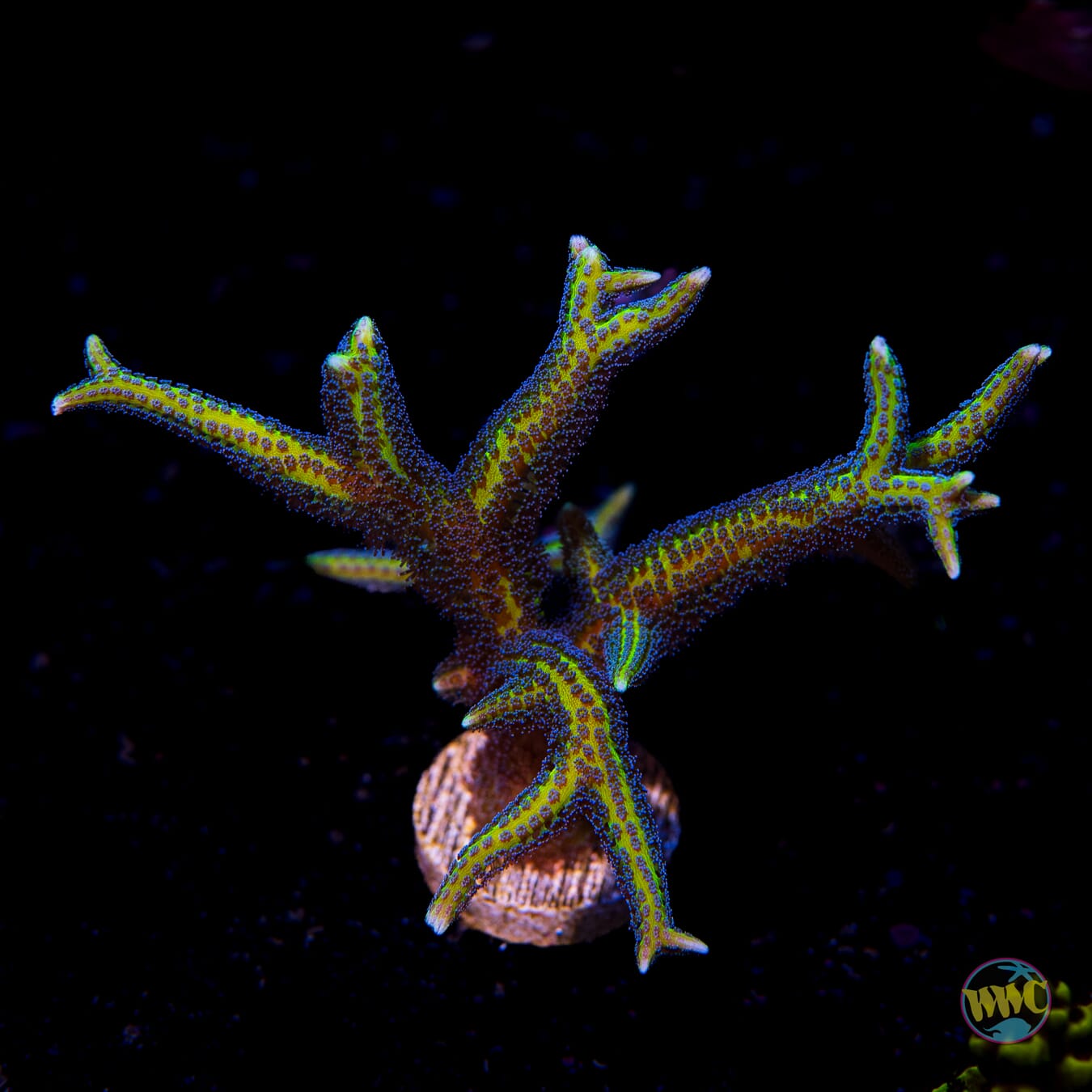 WWC Blue Polyp Birdsnest - Daylight Photo