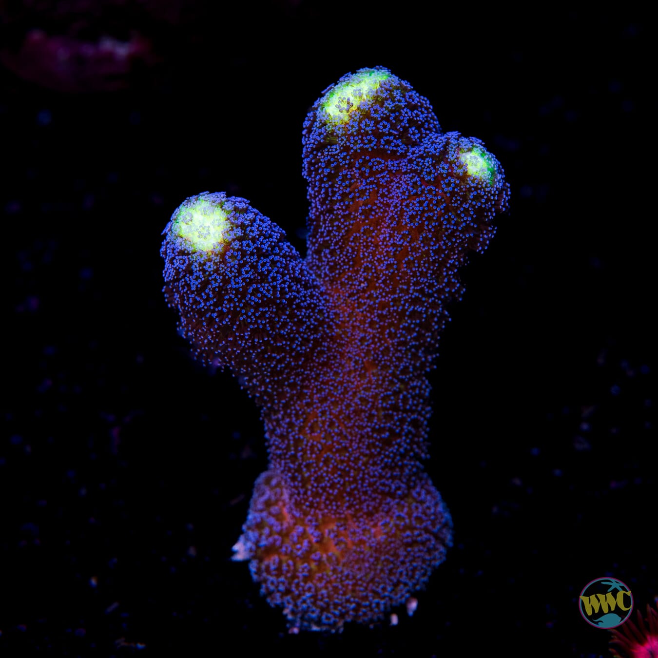 WWC Blue Stylophora - Daylight Photo