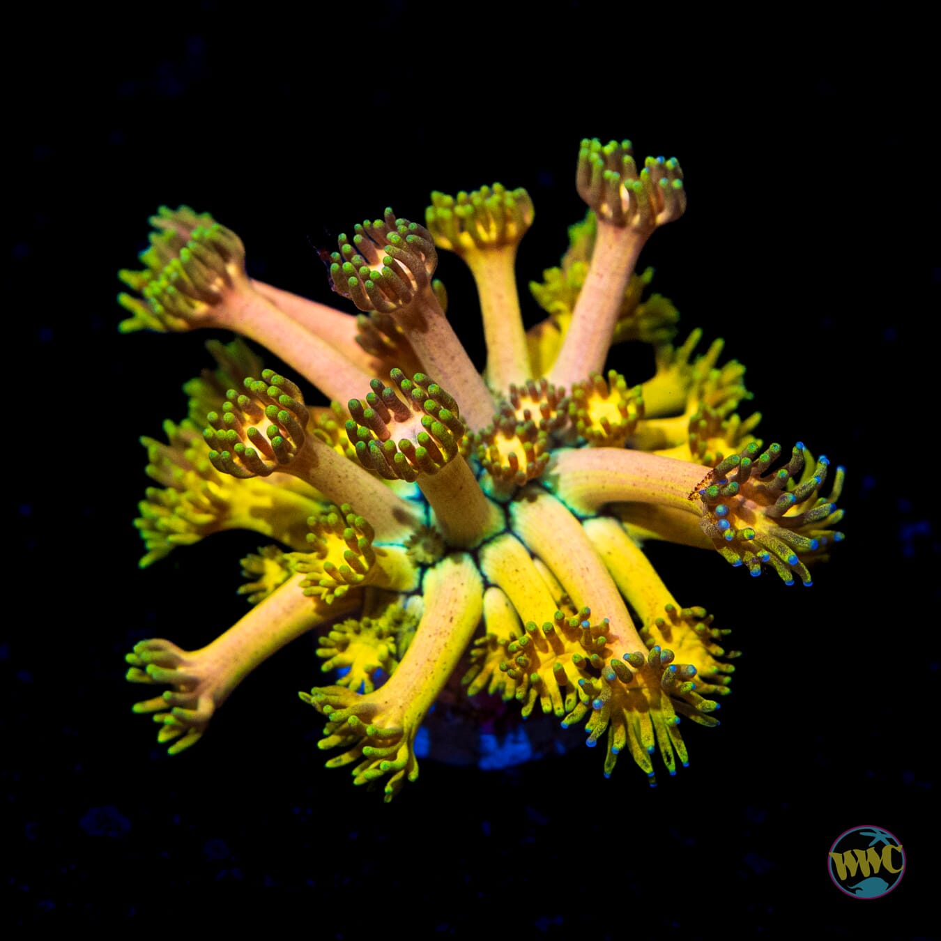 Electro Lemon Goniopora - Daylight Photo
