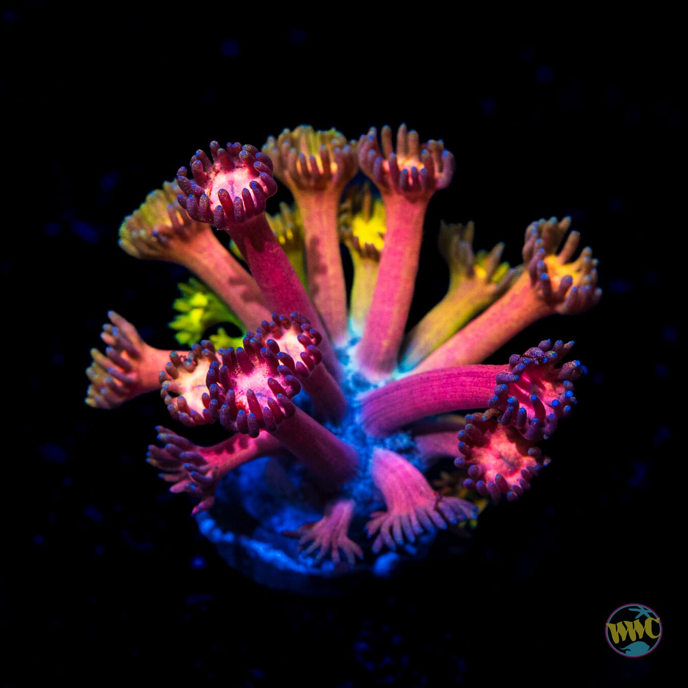 WWC Jewel Thief Goniopora - Daylight Photo