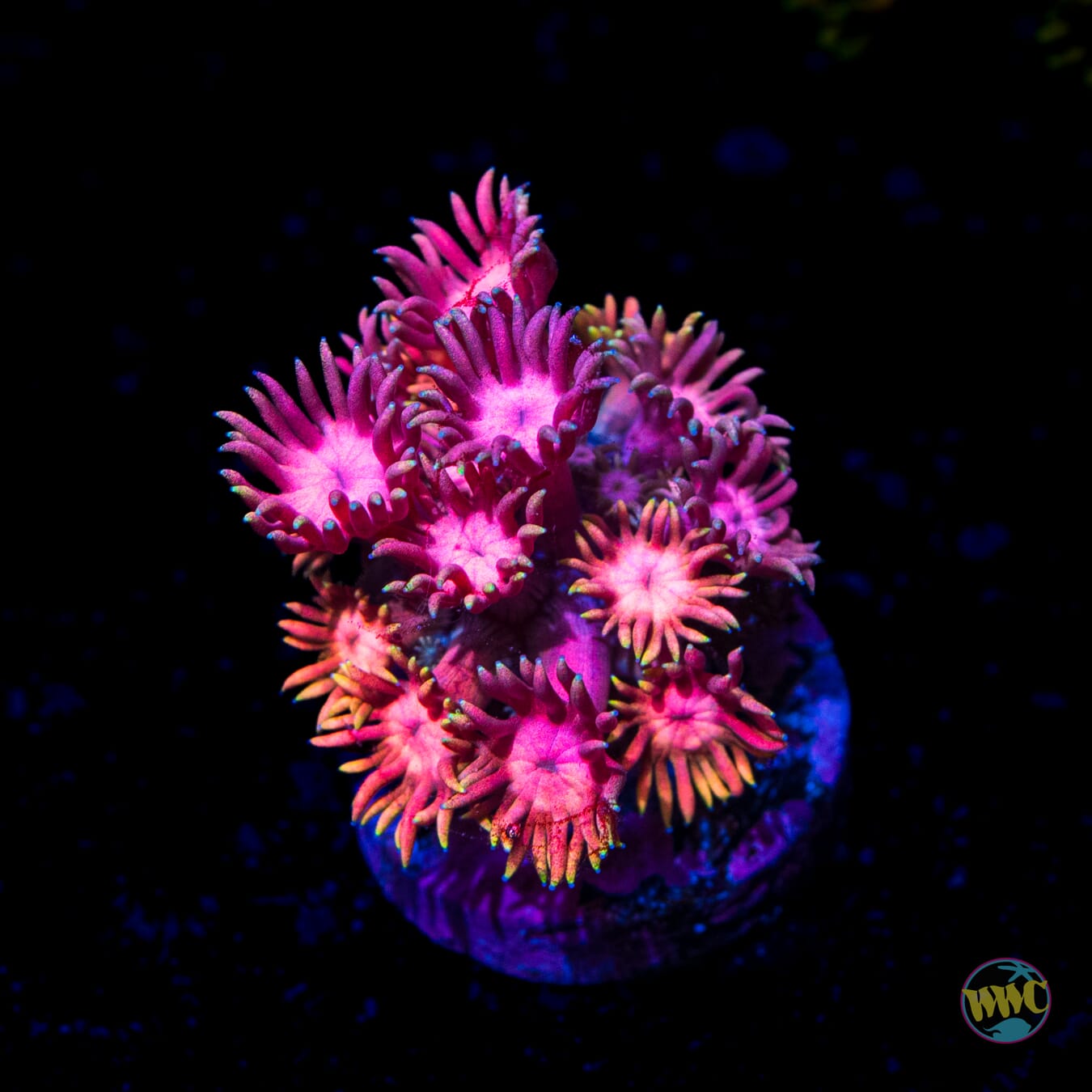 Pink Flamingo Goniopora - Daylight Photo