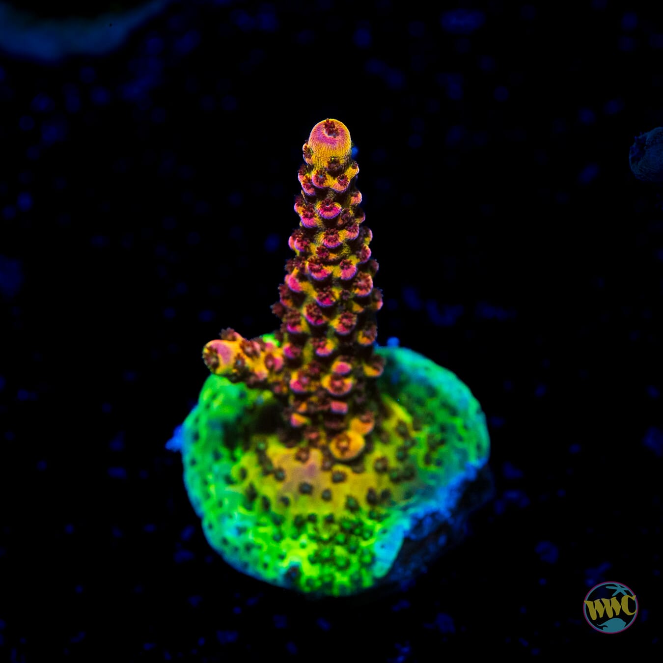 PC Rainbow Acropora - Daylight Photo