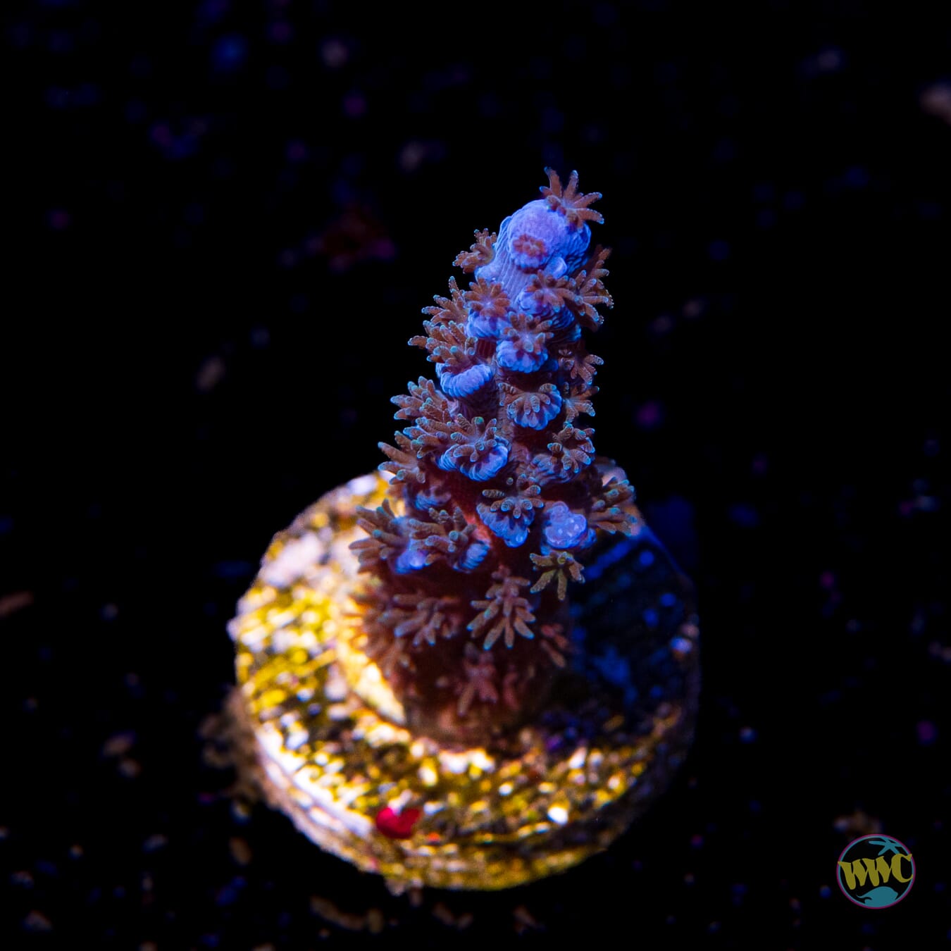 Jason Fox Papa Smurf Tenuis Acropora - Daylight Photo
