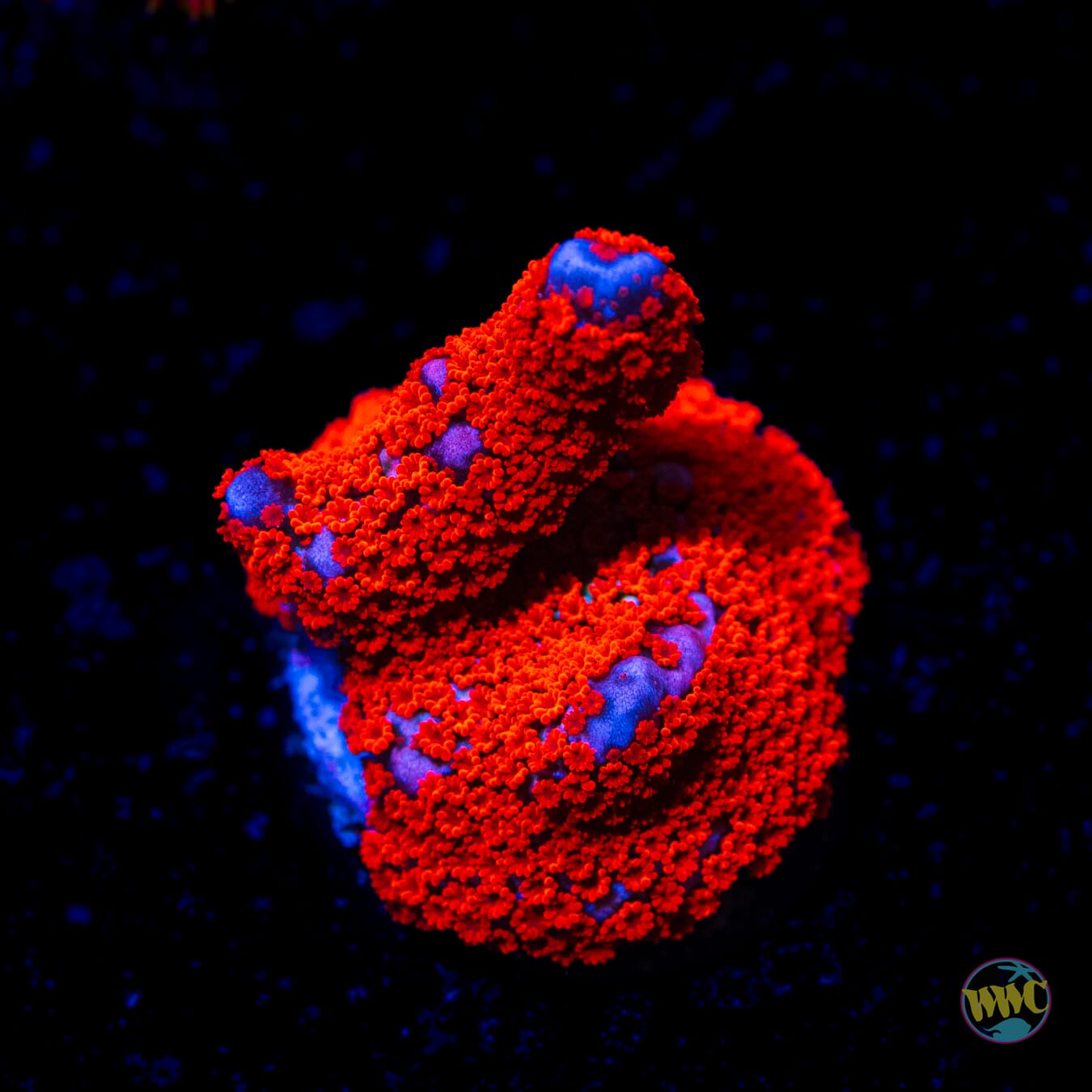 Superman Digitata Montipora - Daylight Photo