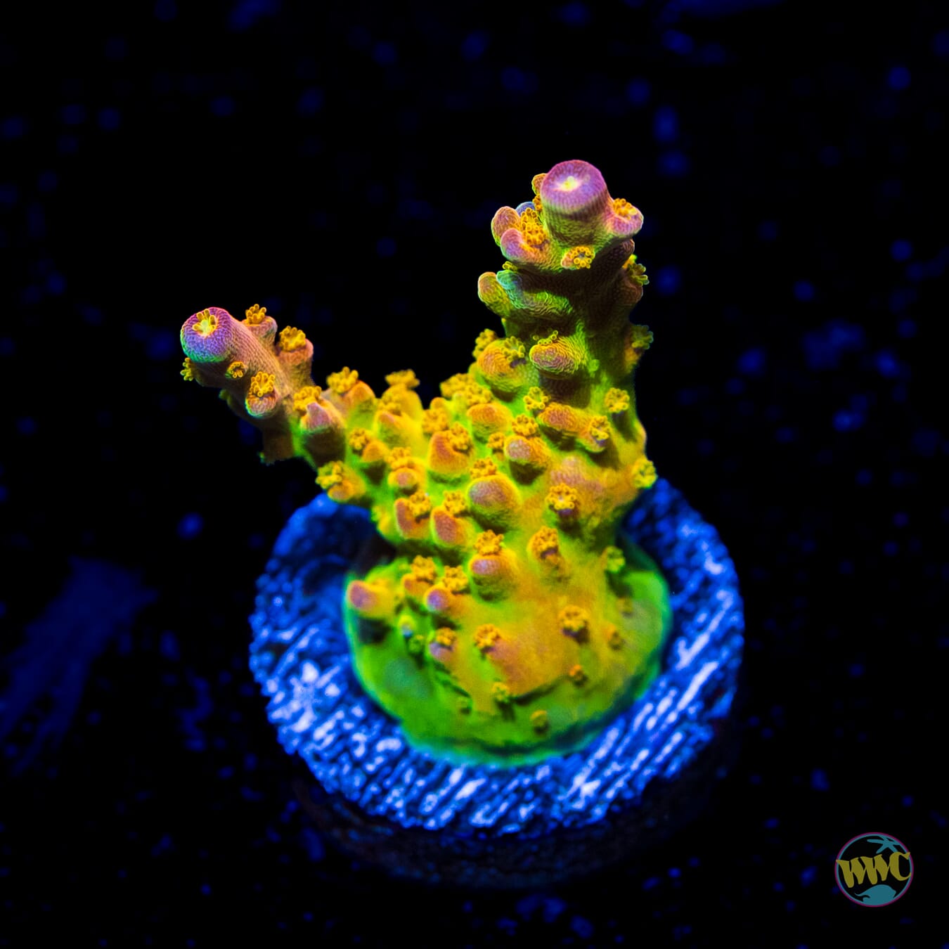 Paletta Pink Tip Acropora - Daylight Photo