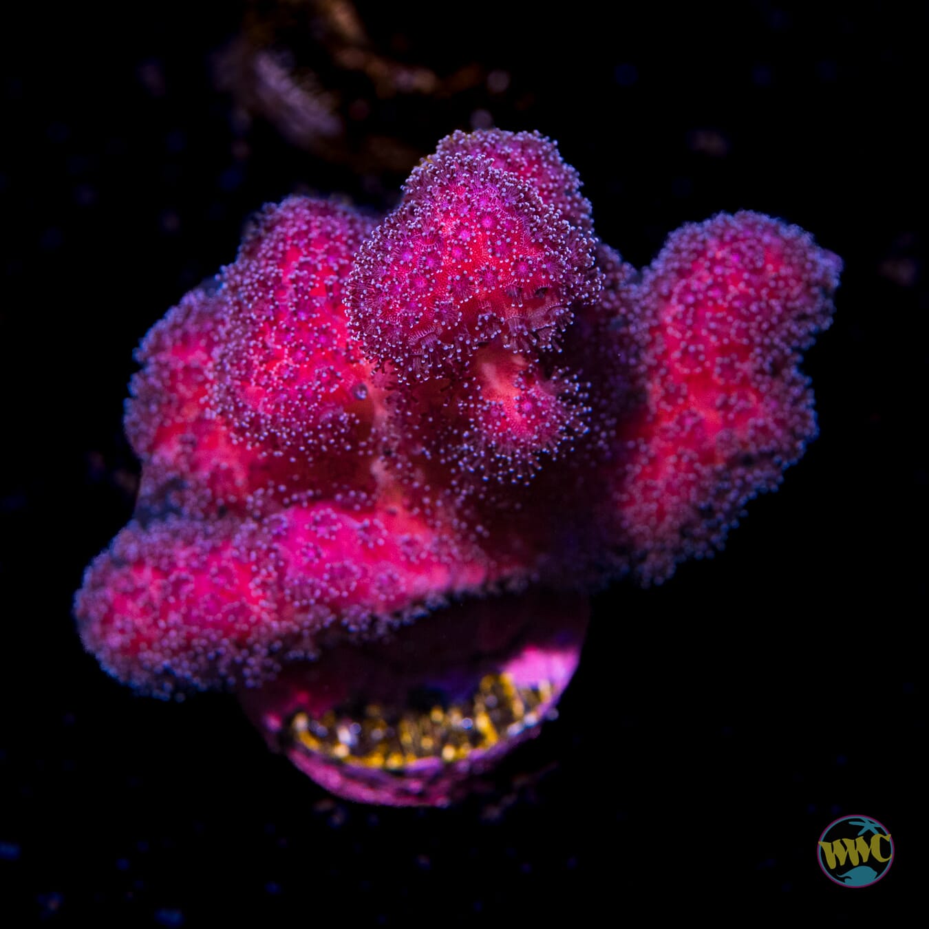 WWC Purple Stylophora - Daylight Photo