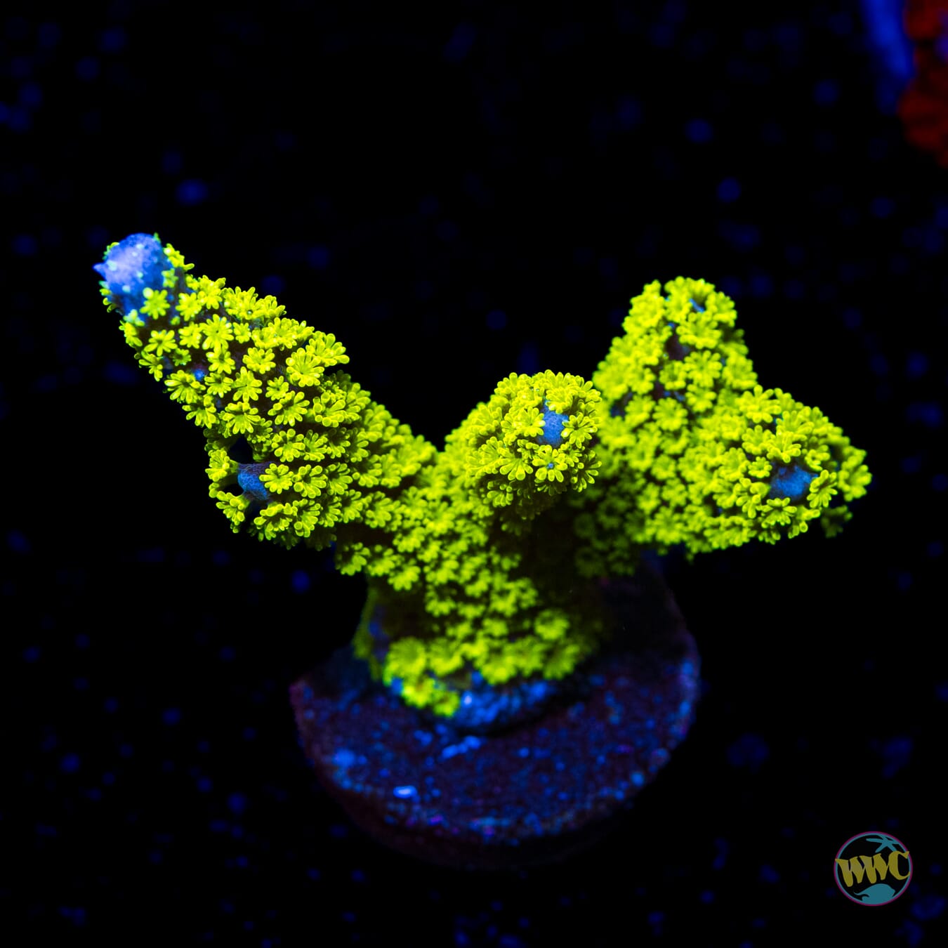 Tubbs Stellata Montipora - Daylight Photo