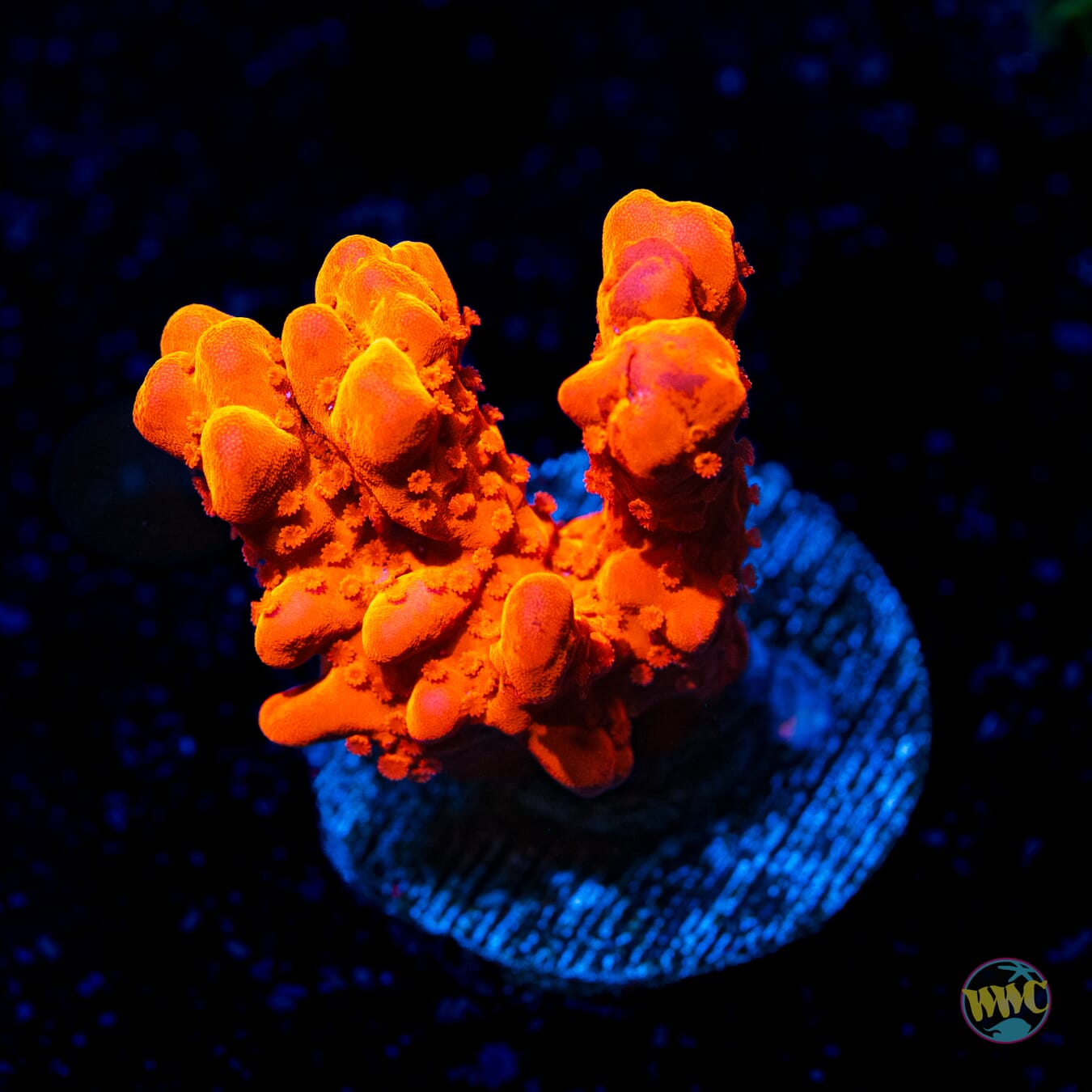 Tyree Orange Setosa Montipora - Daylight Photo