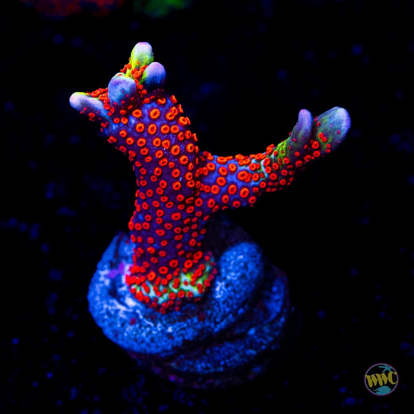 Forest Fire Digitata Montipora - Daylight Photo