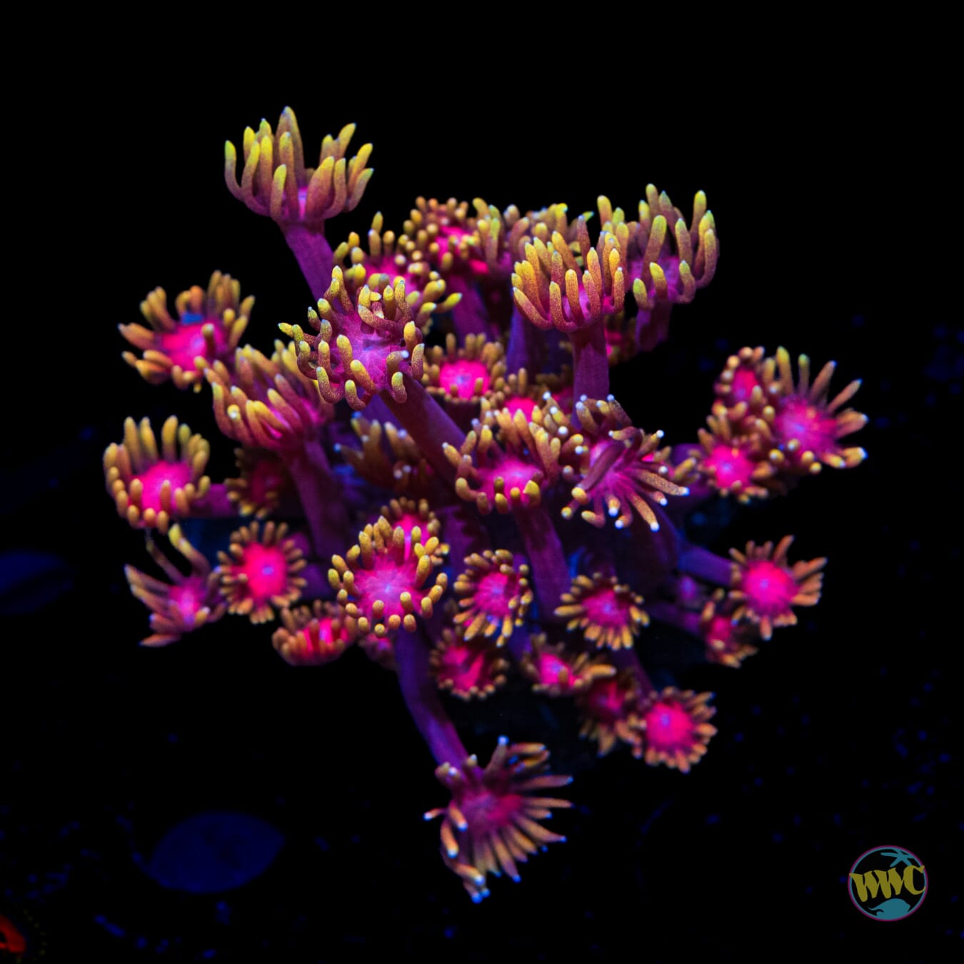 Cosmos Goniopora - Daylight Photo