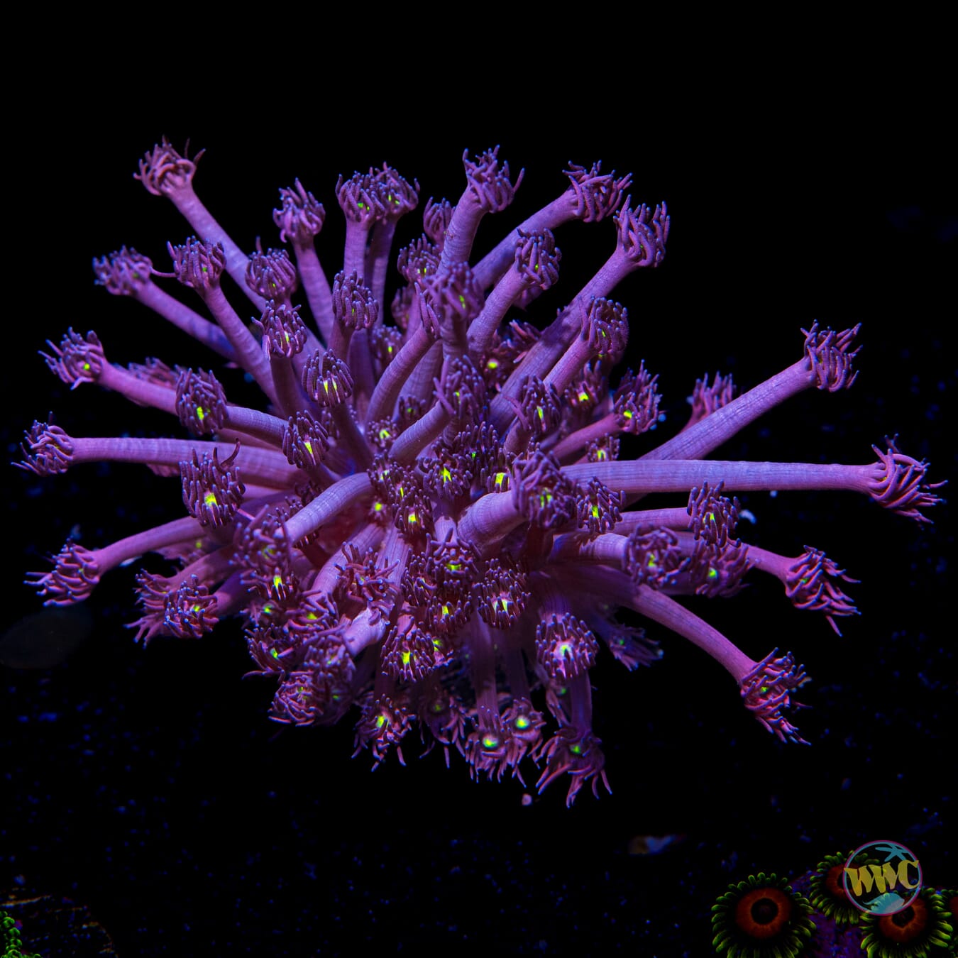 XL WWC Great Grape Goniopora - Daylight Photo