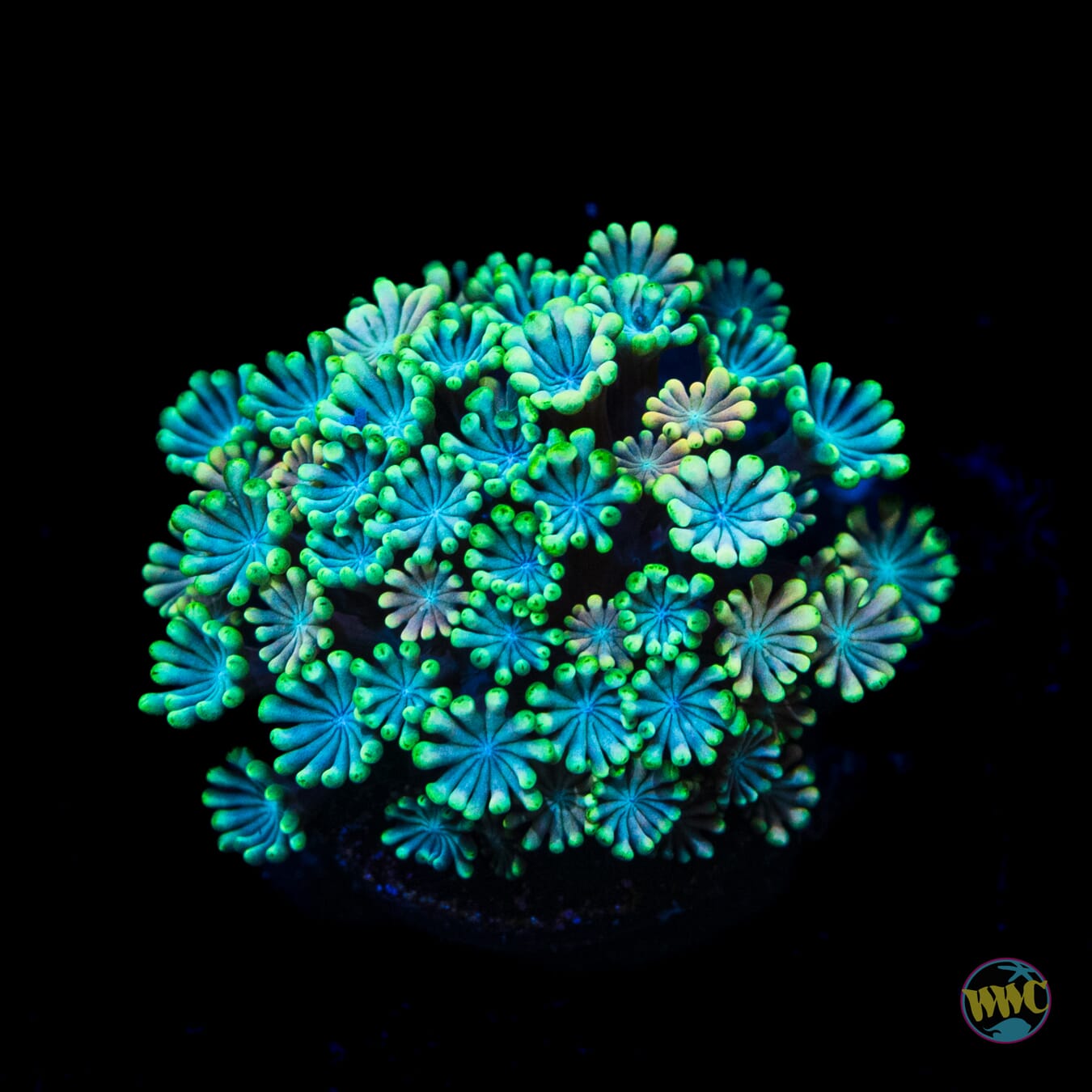 Hologram Alveopora - Daylight Photo