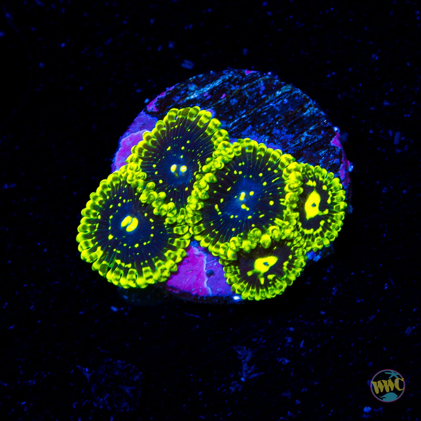 Exosphere Zoanthids - Daylight Photo