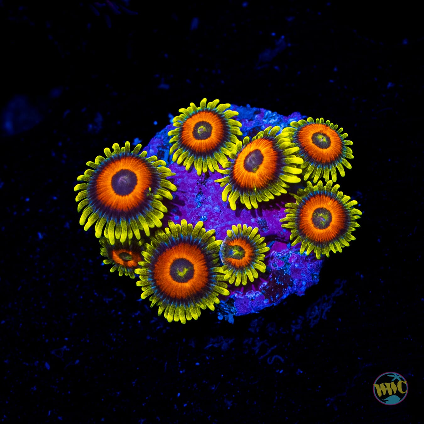 WWC Wildflower Zoanthids - Daylight Photo