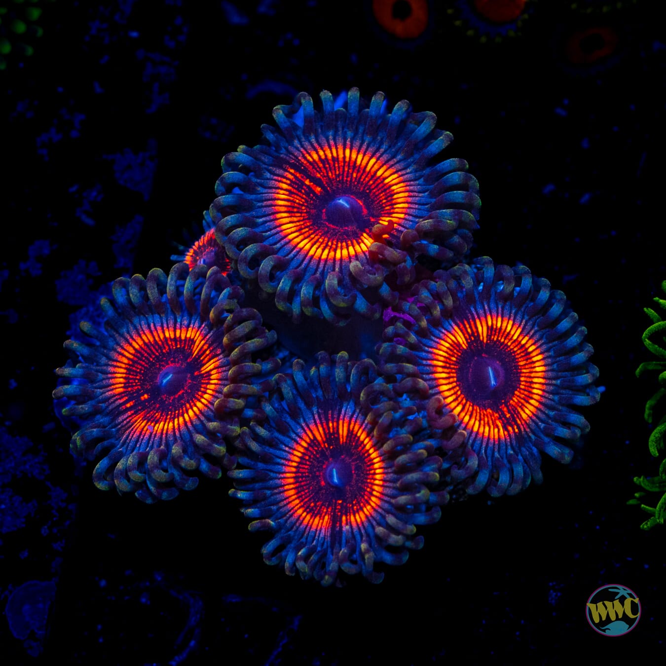 Armor of God Zoanthids - Daylight Photo