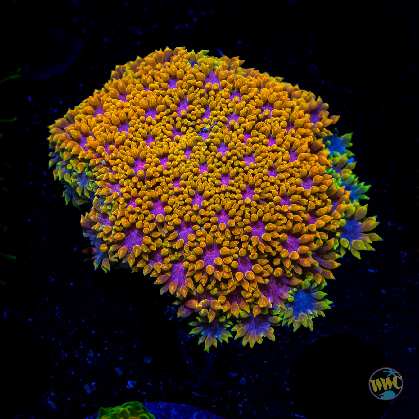 WWC Pirate's Booty Micro Goniopora - Daylight Photo