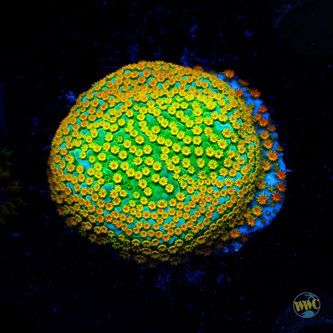 Jason Fox Fruity Pebbles Montipora - Daylight Photo