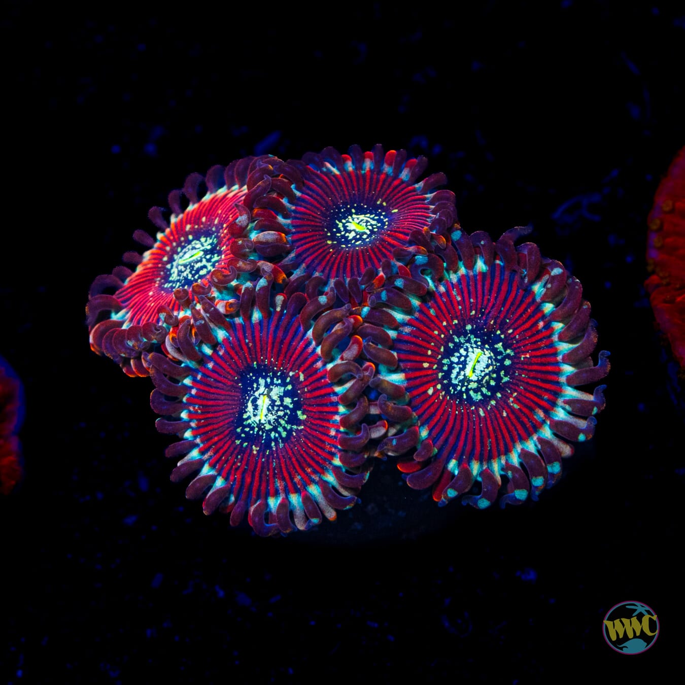Magician Zoanthids - Daylight Photo